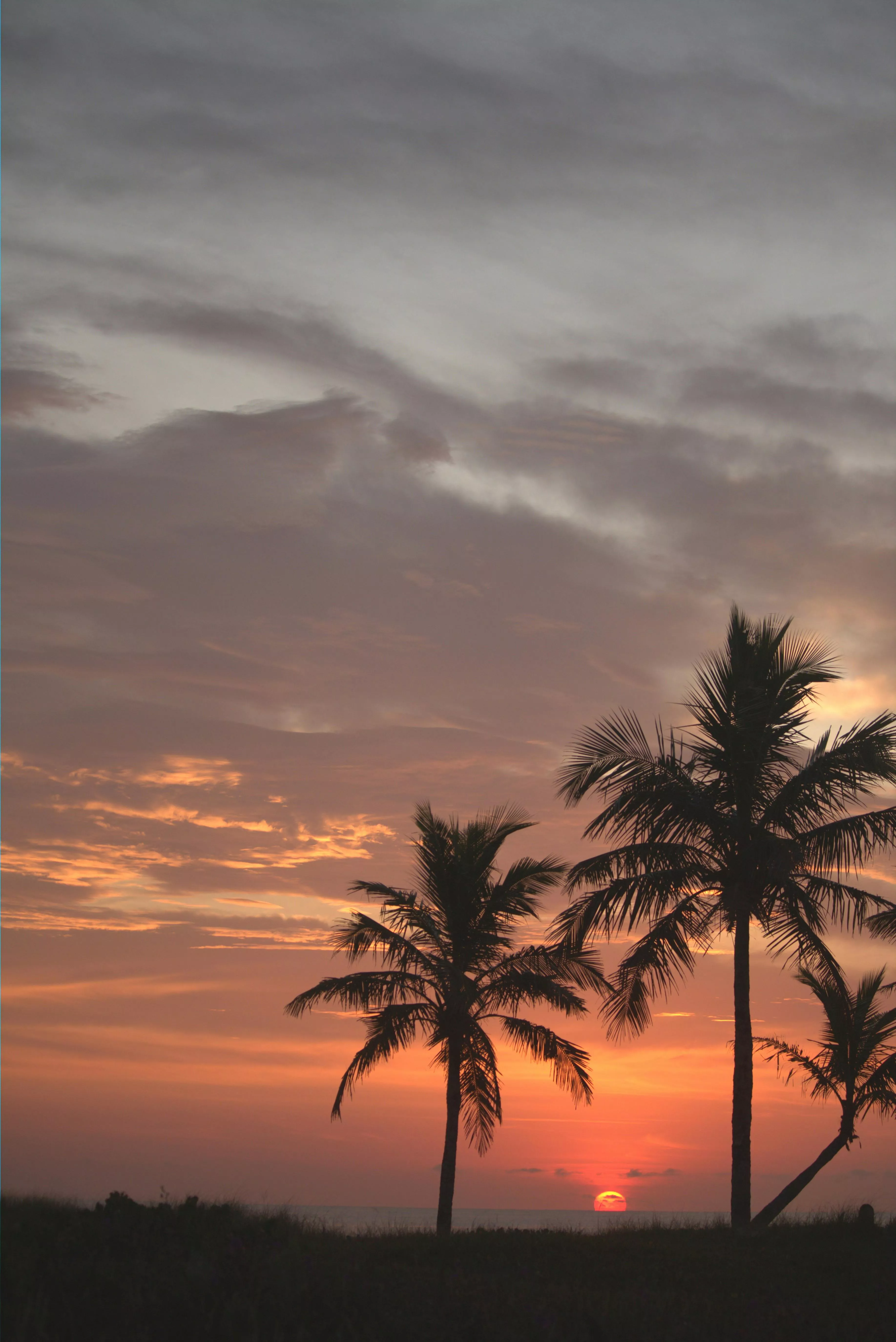Silhouetted Palm Trees on