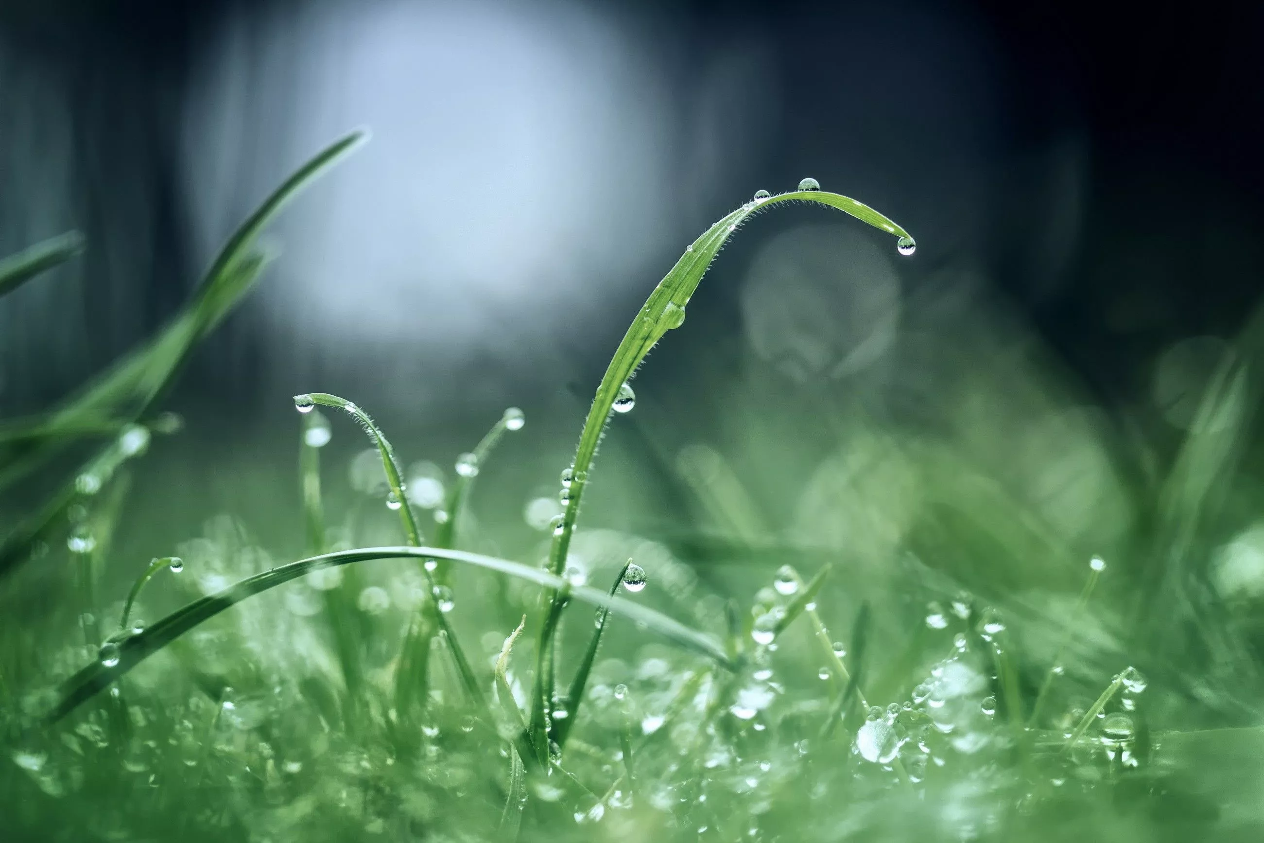 Morning after rain wallpaper. nature