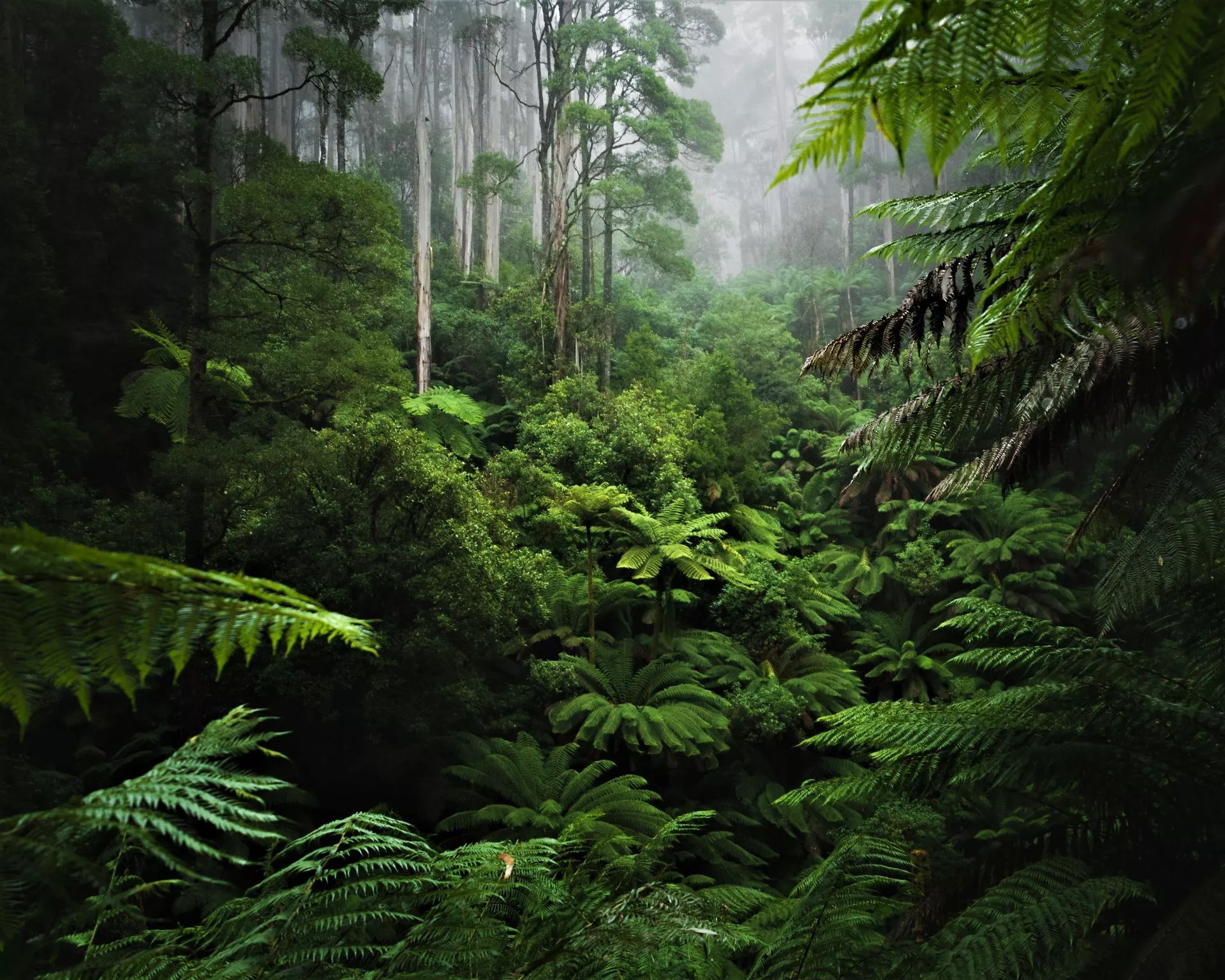 Rain Forests (Tropical Forests). Good