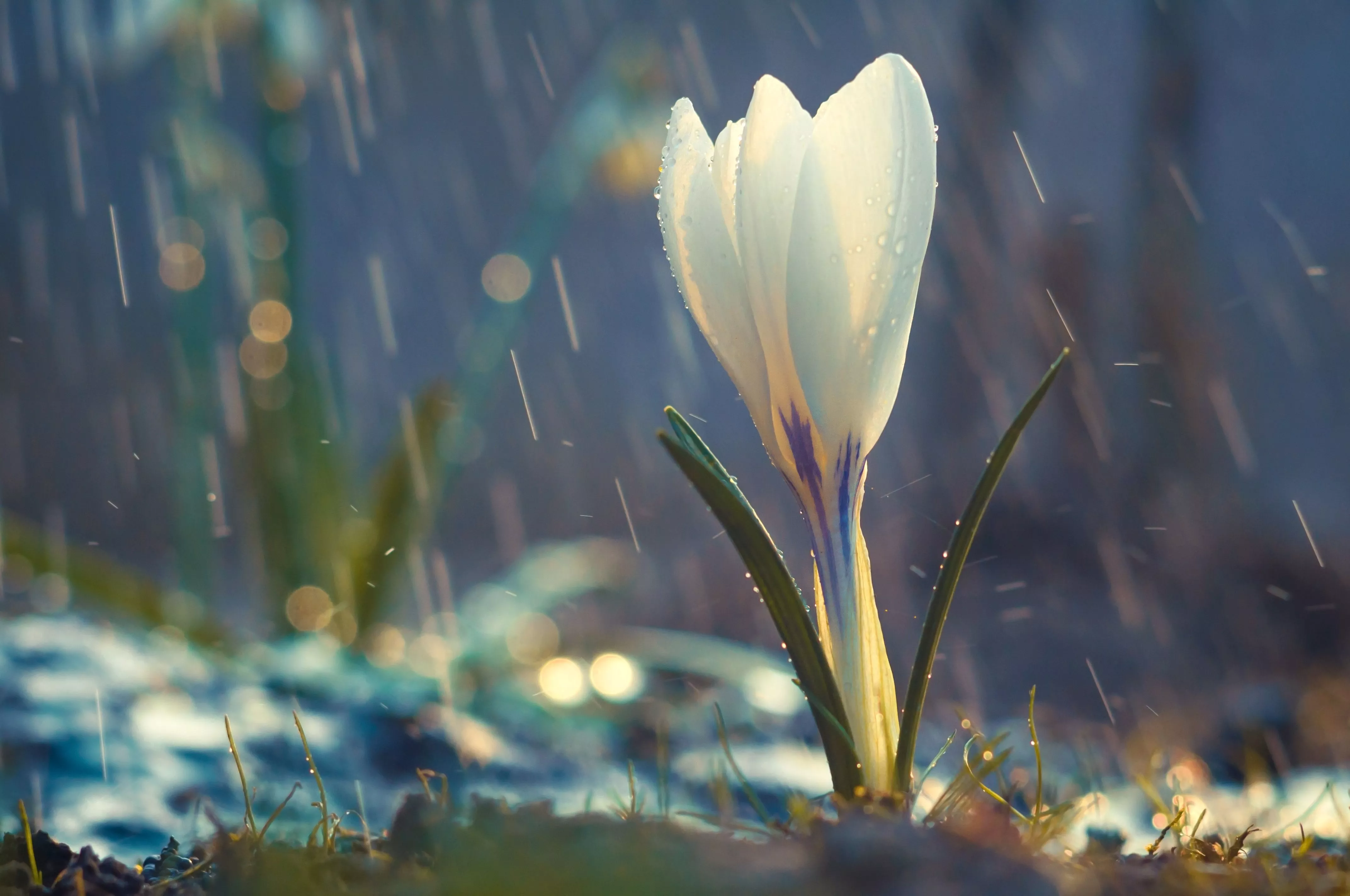 Download Rain Macro Flower Nature