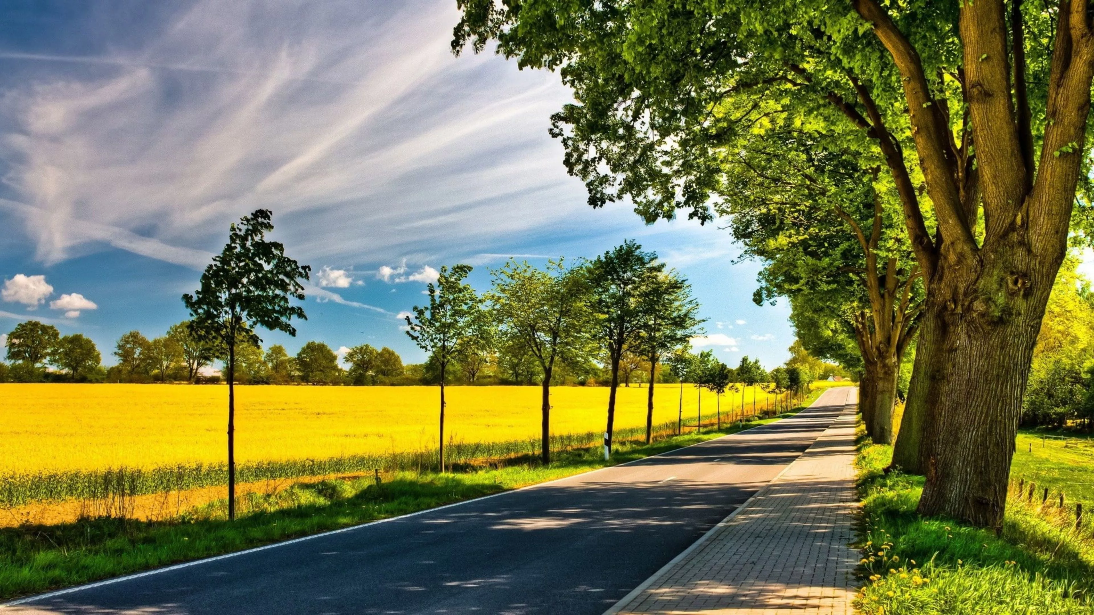 Road Path Between Green Trees Under