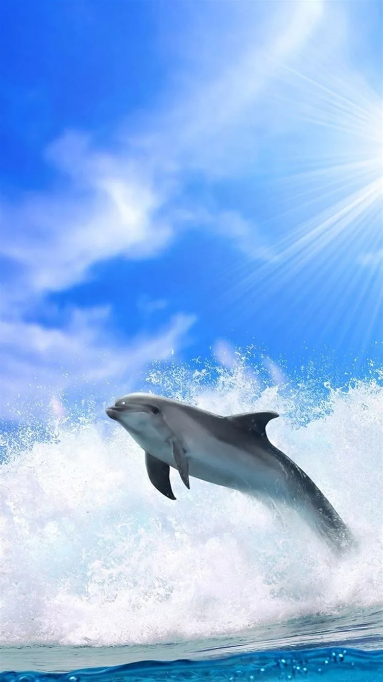 Best Dolphin iPhone 8 HD Wallpaper