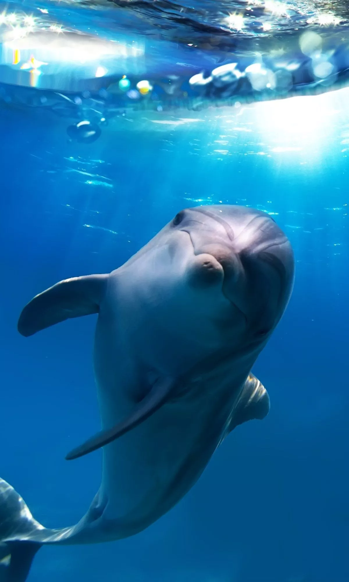 Download Animal Dolphin Phone Wallpaper