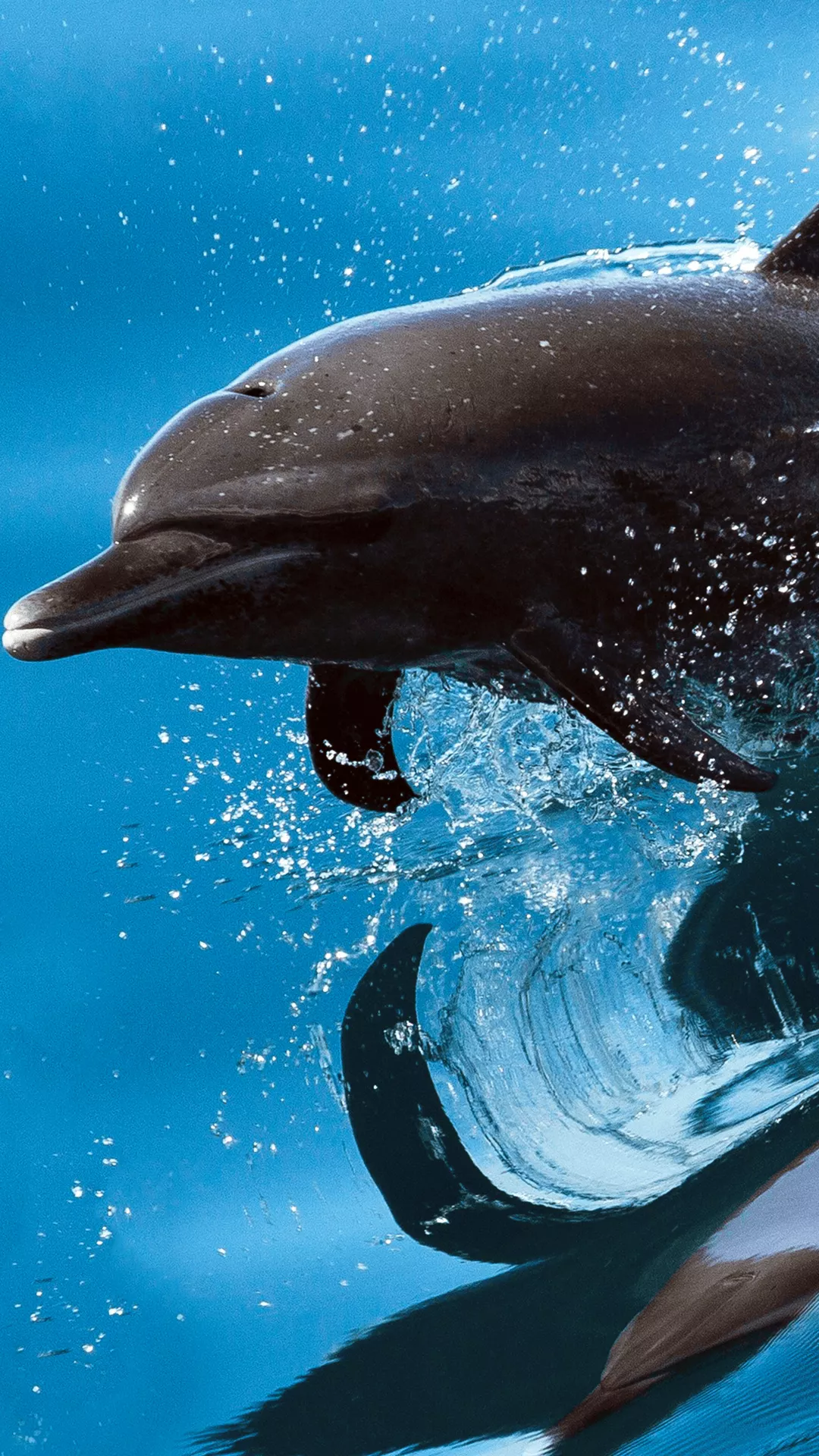 iPhone Dolphin Wallpapers Wallpaper Cave
