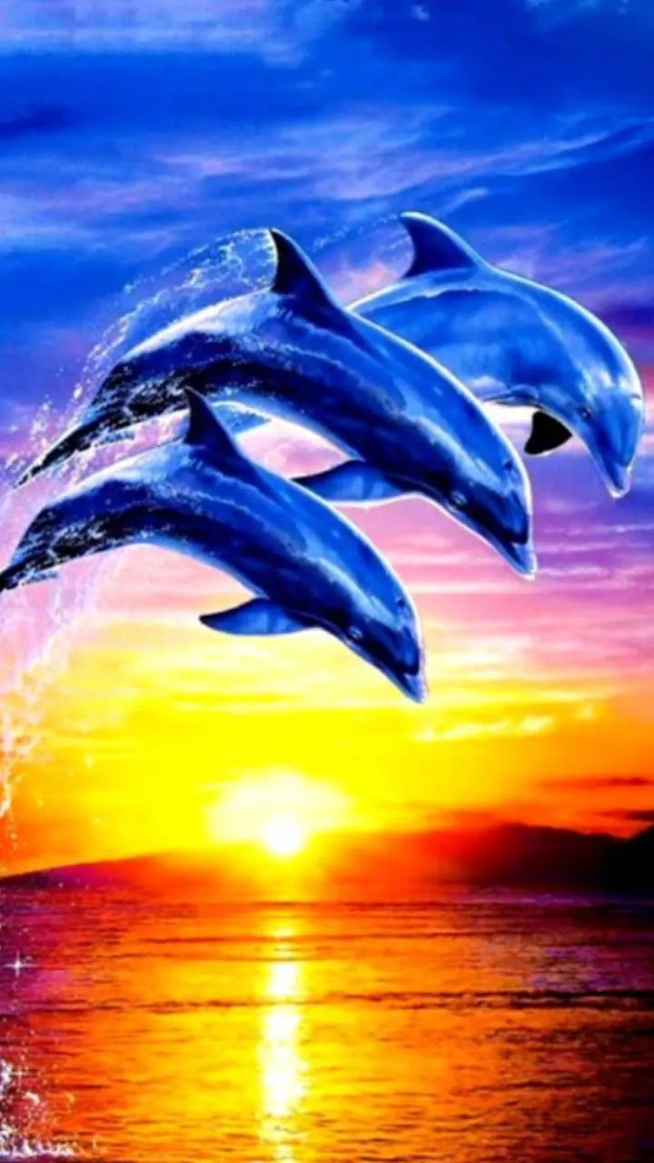 Dolphins Background