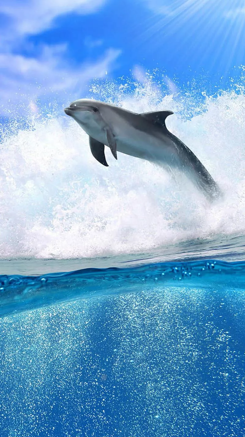 Dolphin, fly dolphin, HD phone