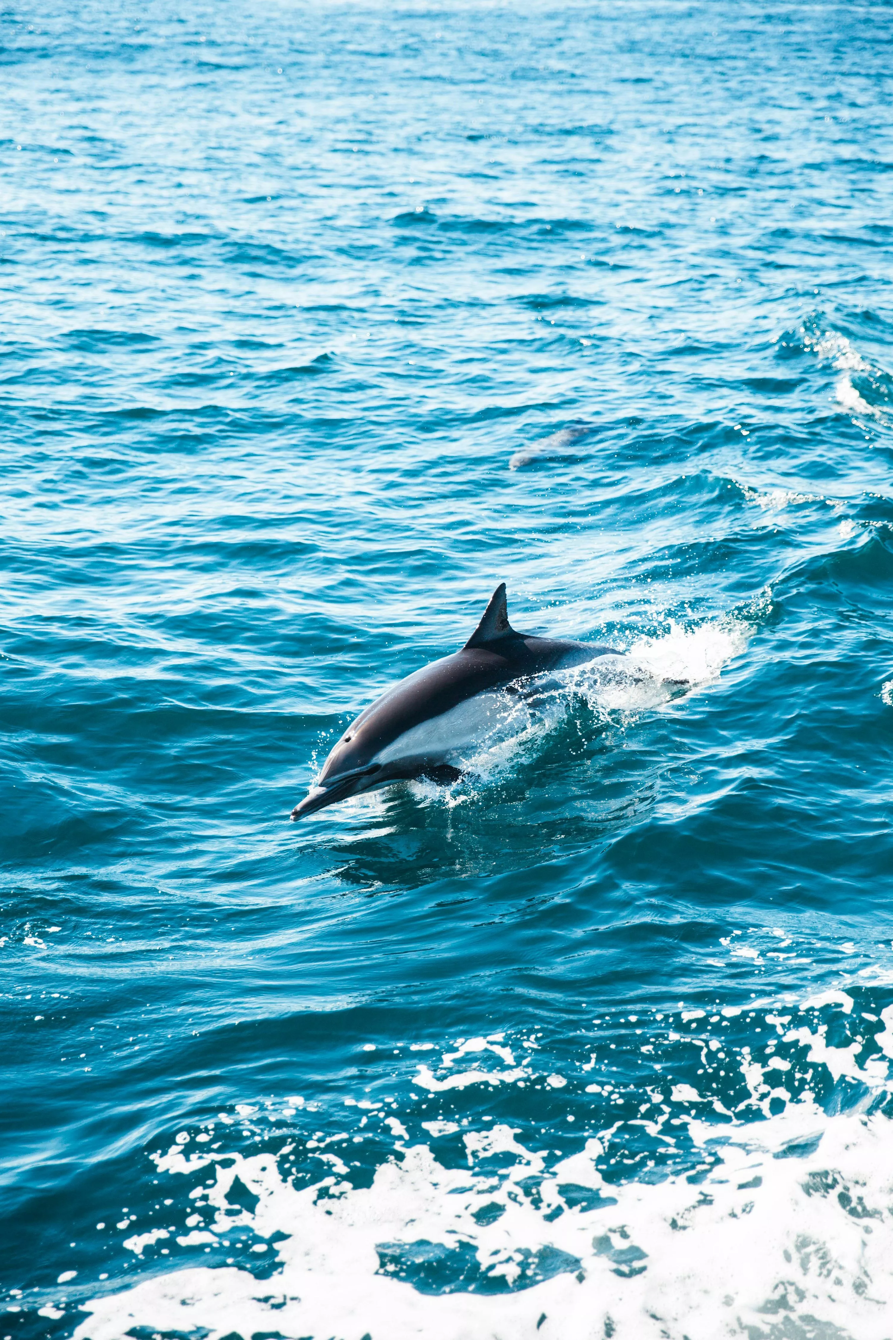 Dolphin Wallpaper: Free HD Download