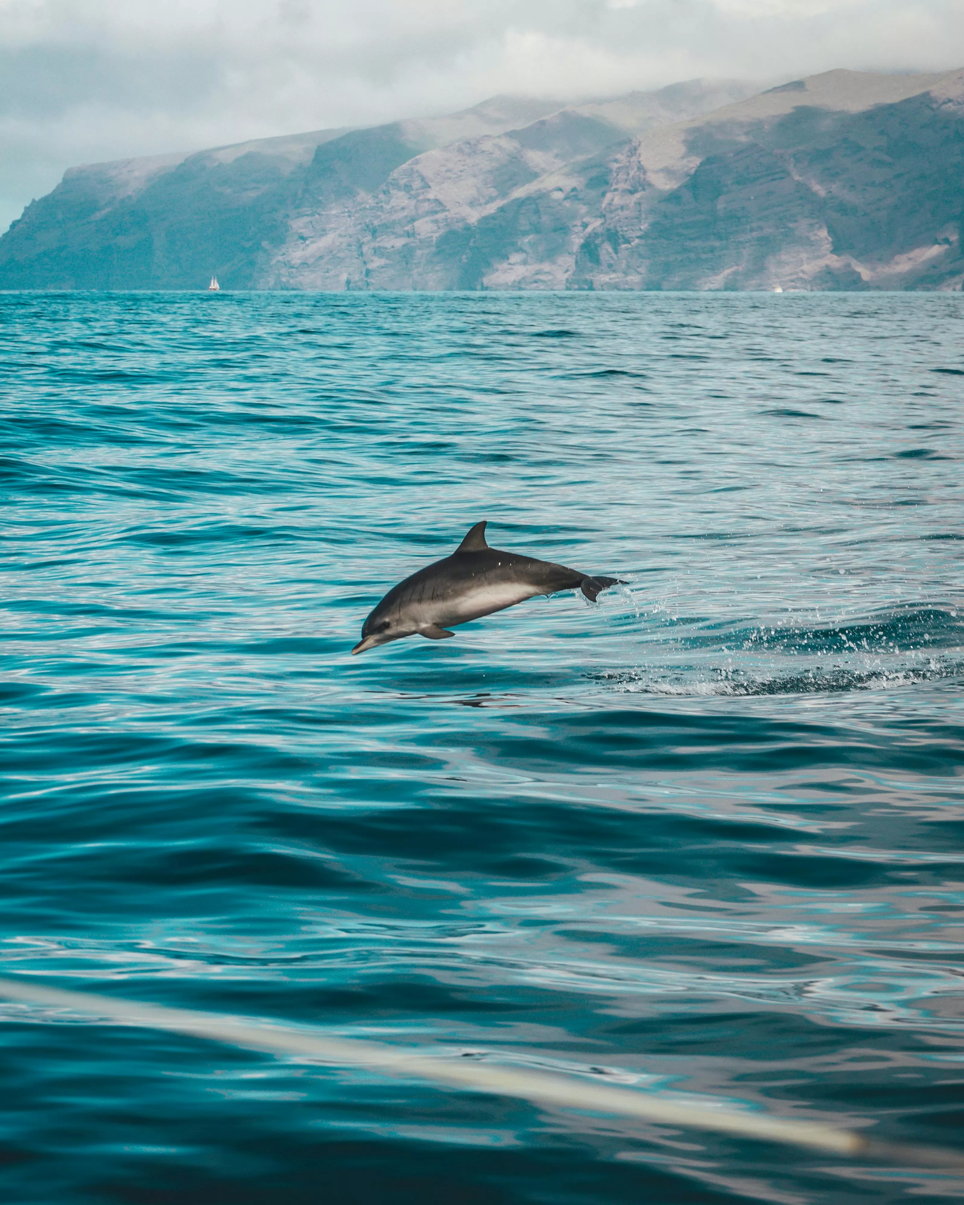 Gray Dolphin on Body of Water · Free