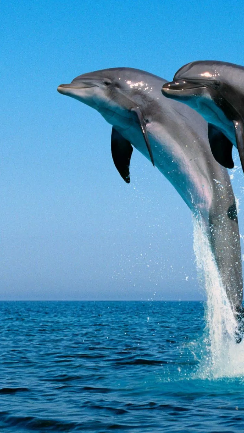 wallpaper 800x1420 dolphins, jump