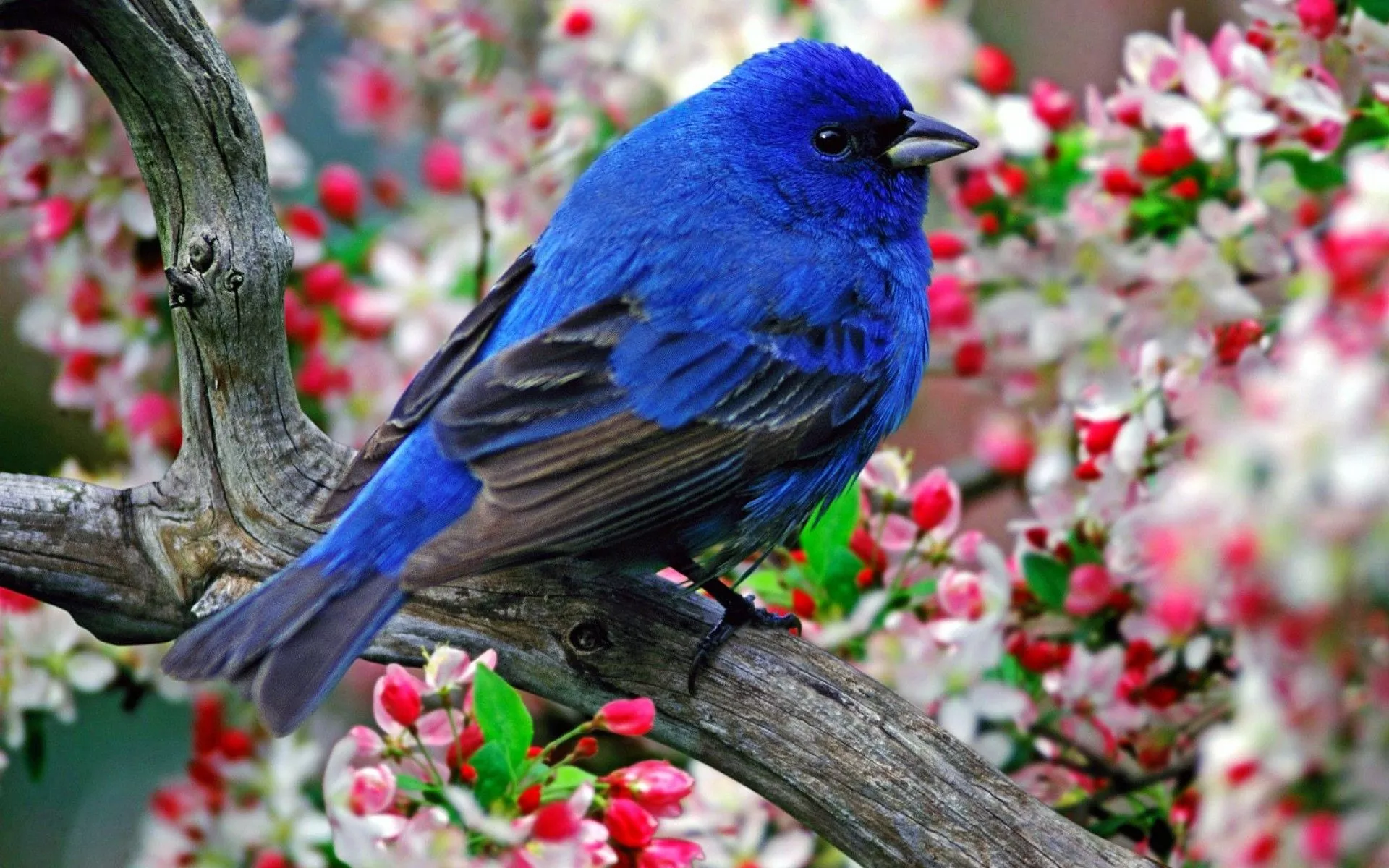 Flowers and Birds Wallpaper Free