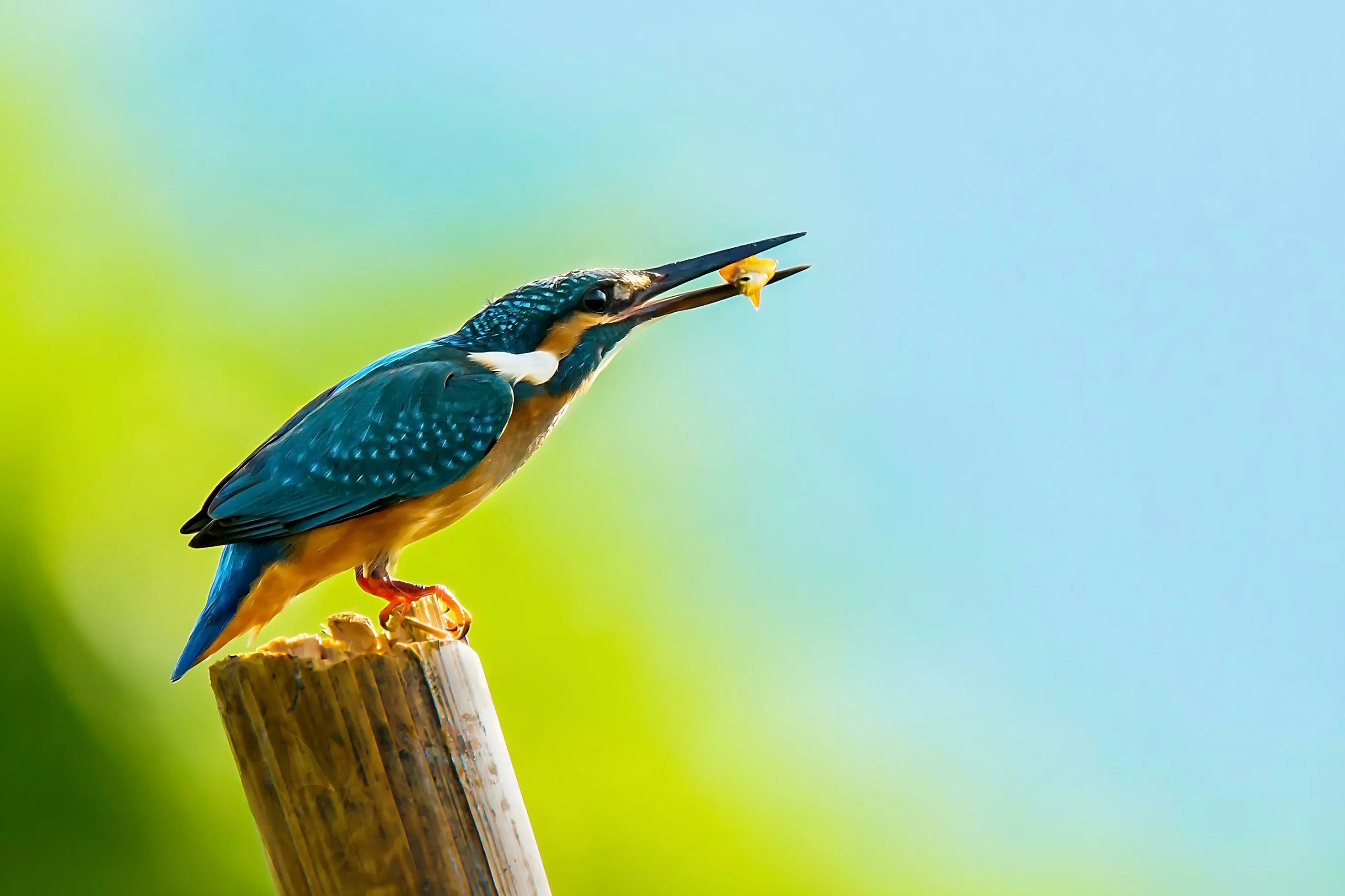 Bird Photography, Bird Picture, Most