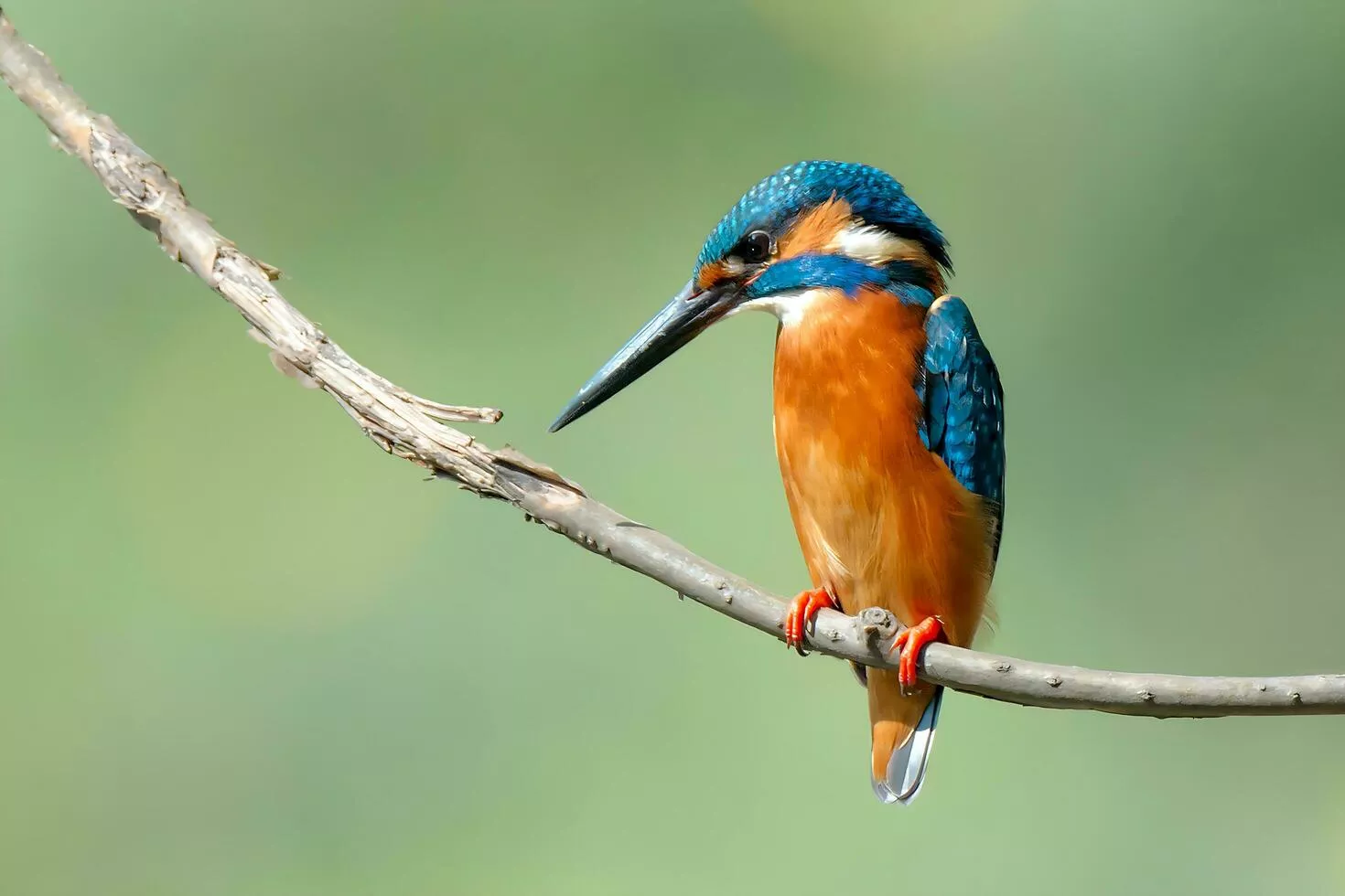 Bird Photography, Bird Picture, Most