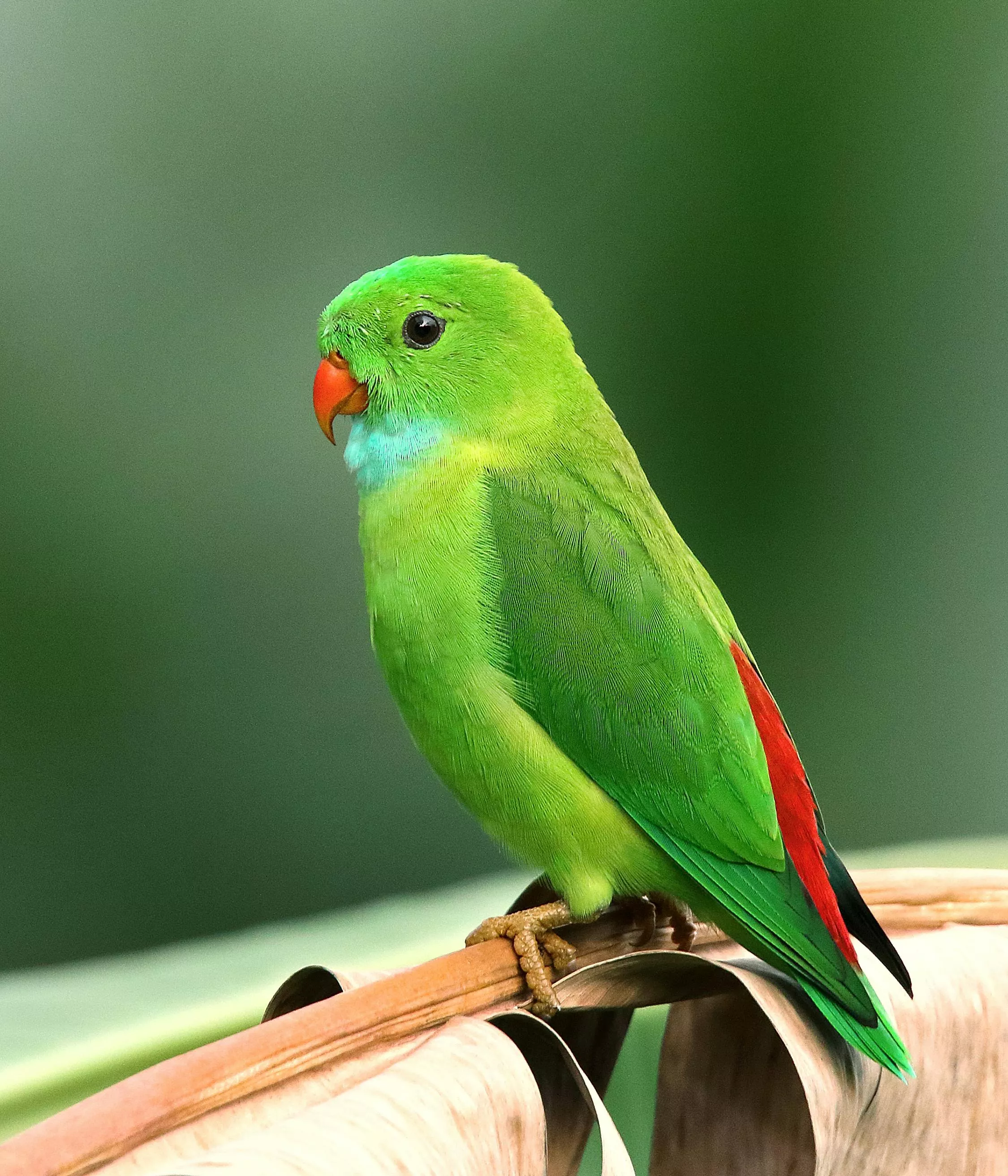 Green Bird Photo, Download The BEST