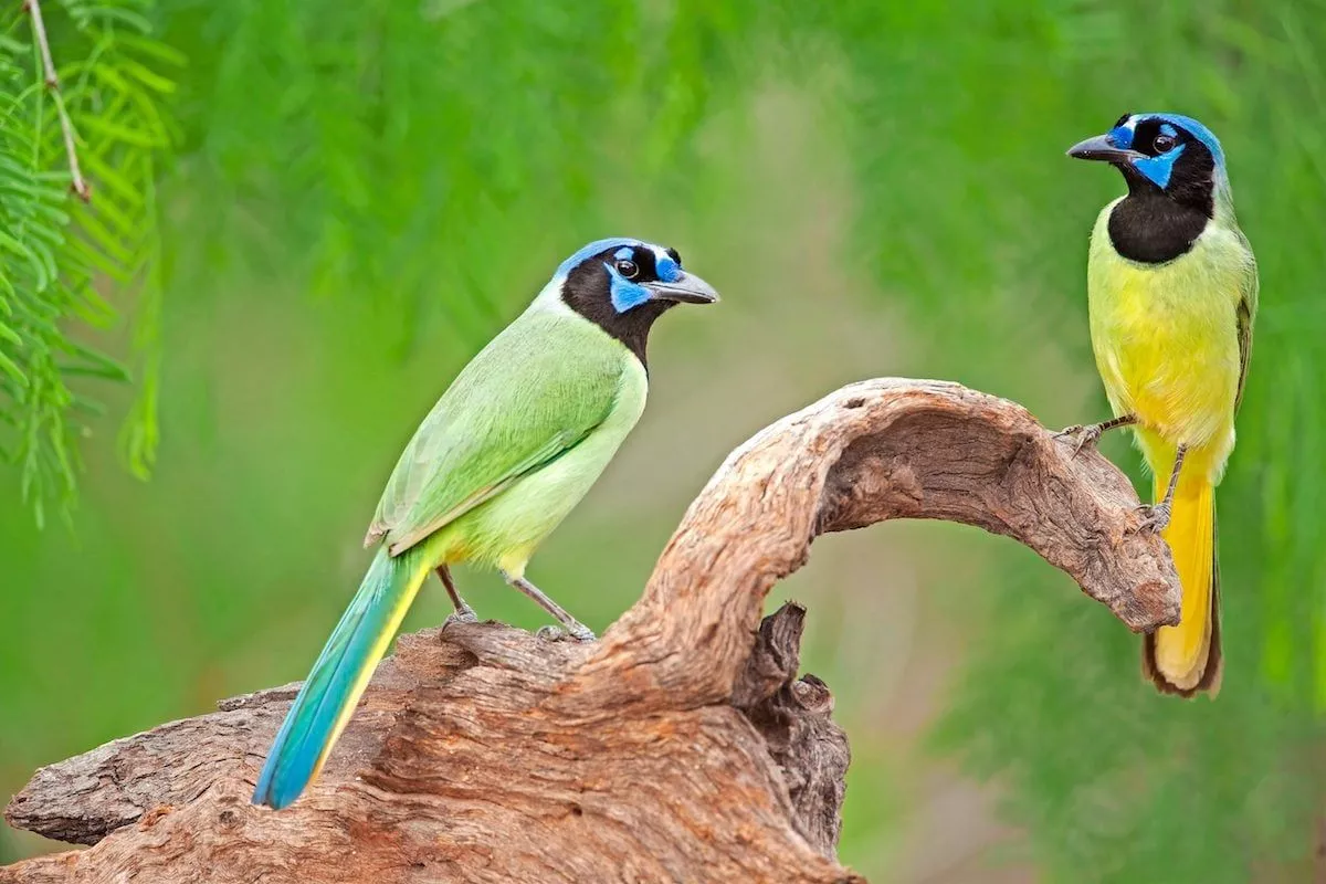 Most Beautiful Birds in America