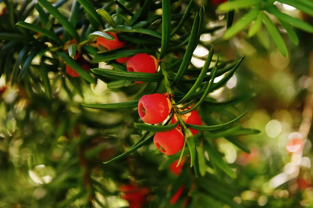Free Taxus & Yew Image