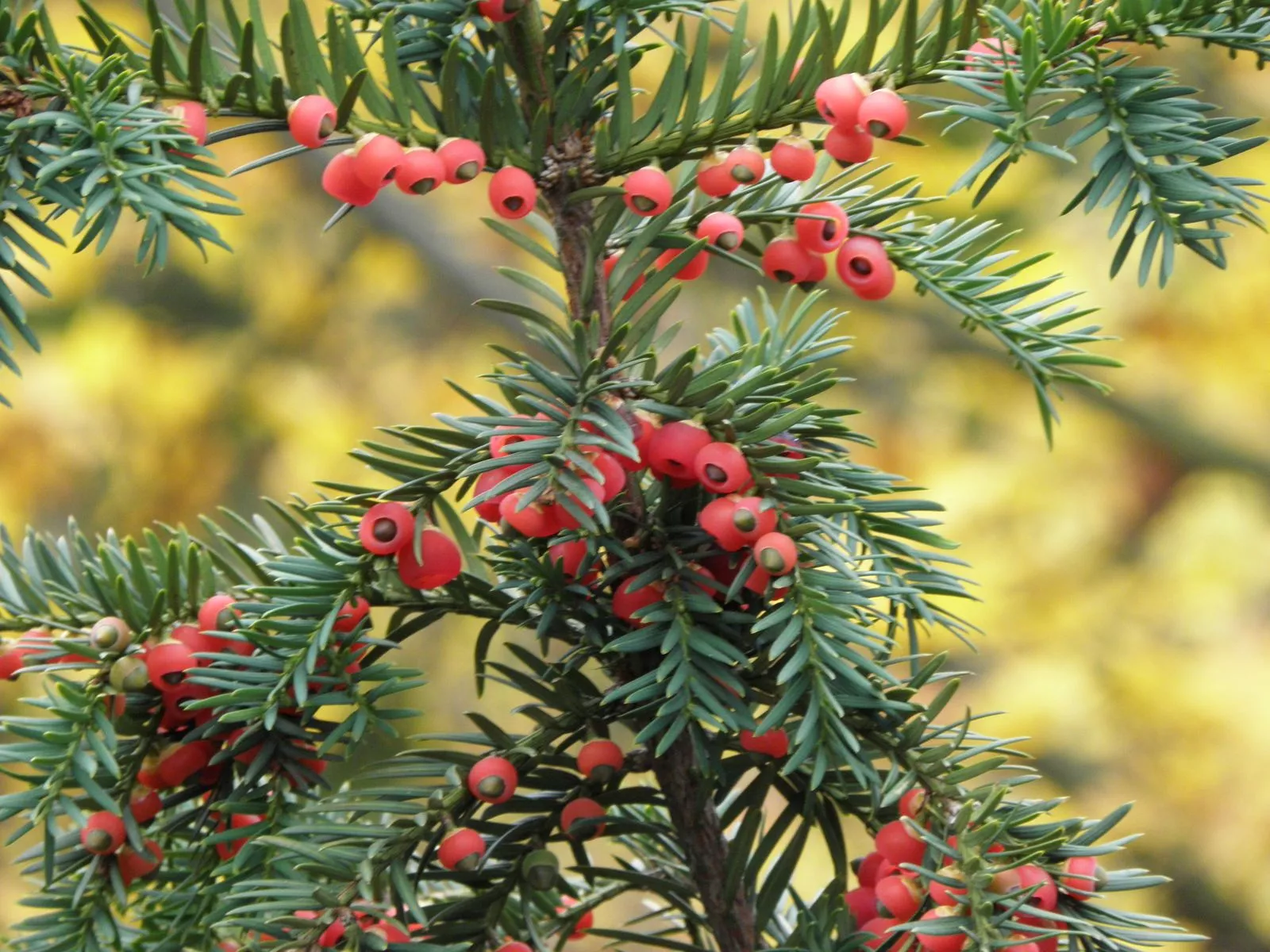 Taxus baccata L. Plants of the World