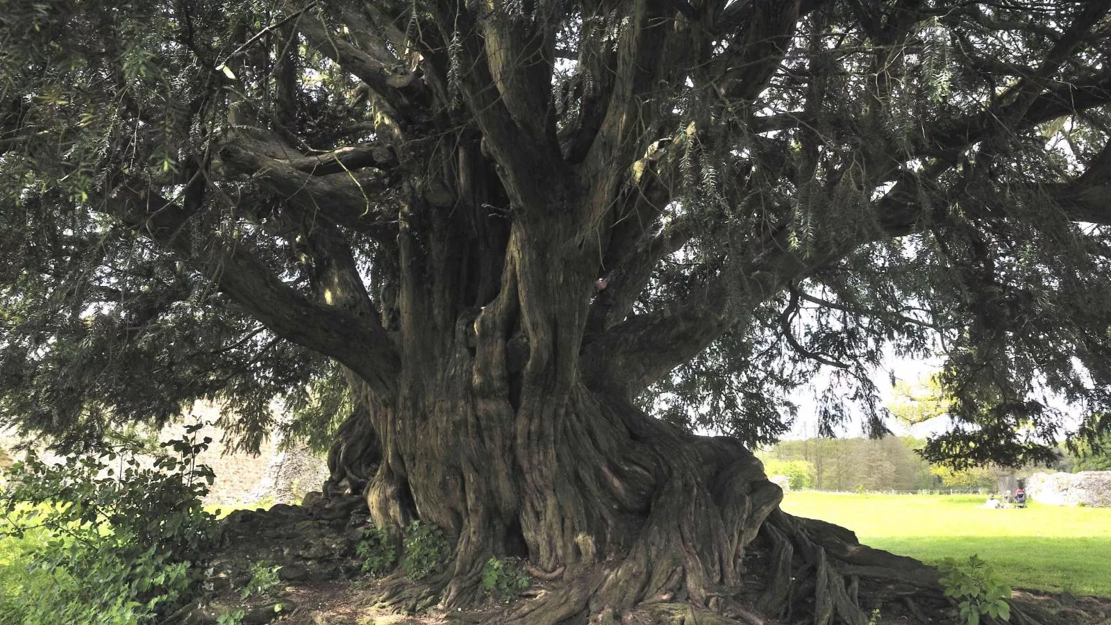 Taxus baccata L. Plants of the World