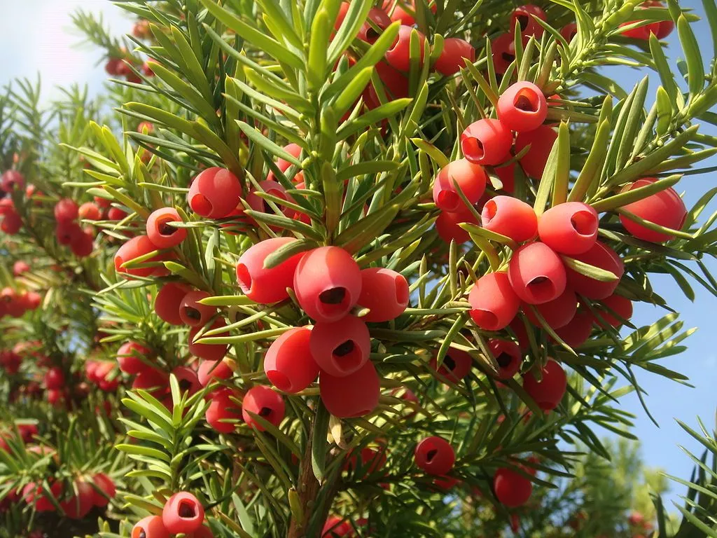 Тис ягодный (Taxus baccata)