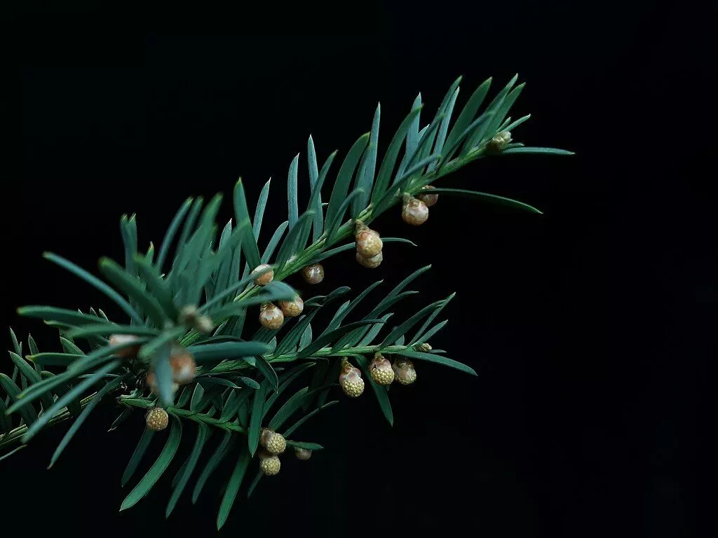151951 Taxus baccata