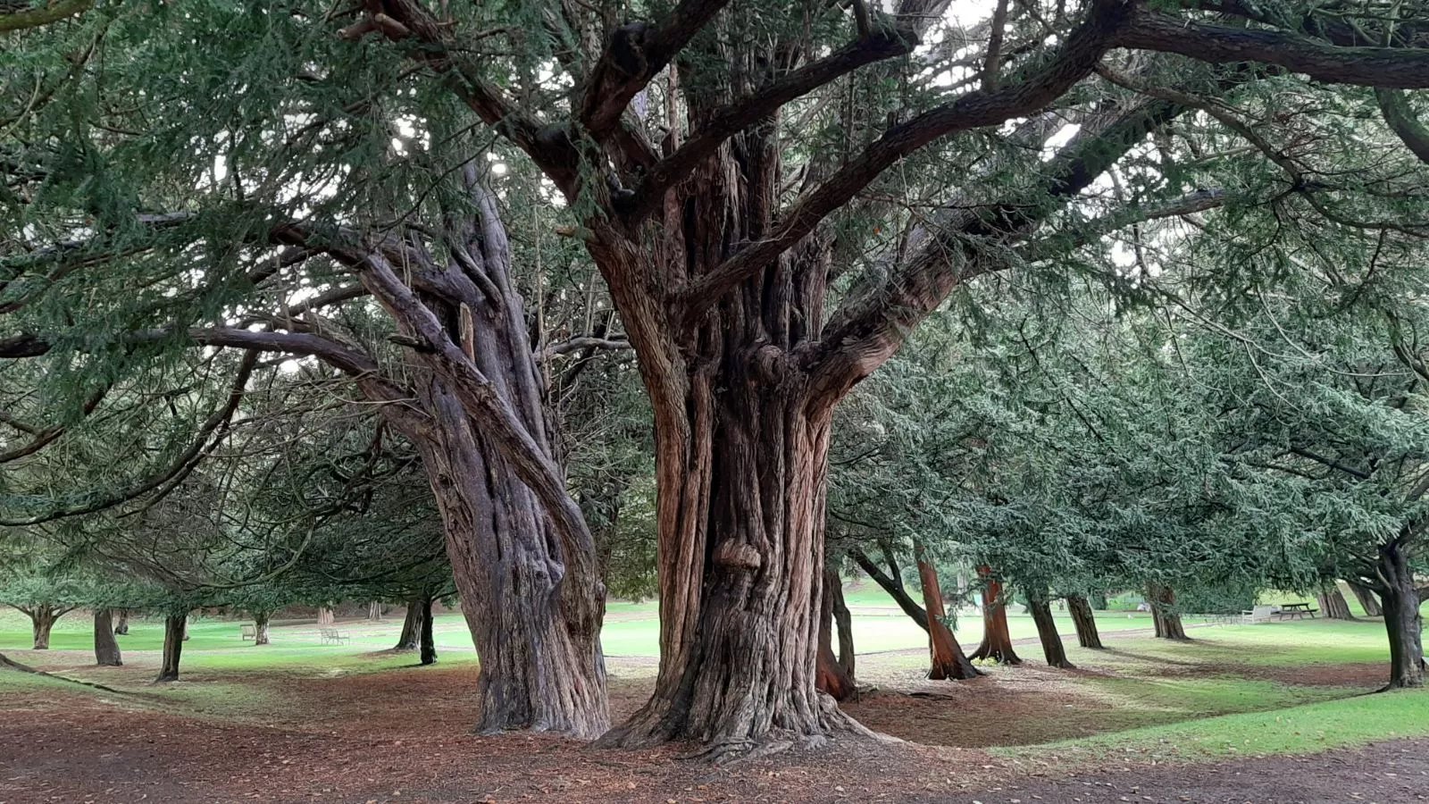 Taxus baccata and Shrubs Online