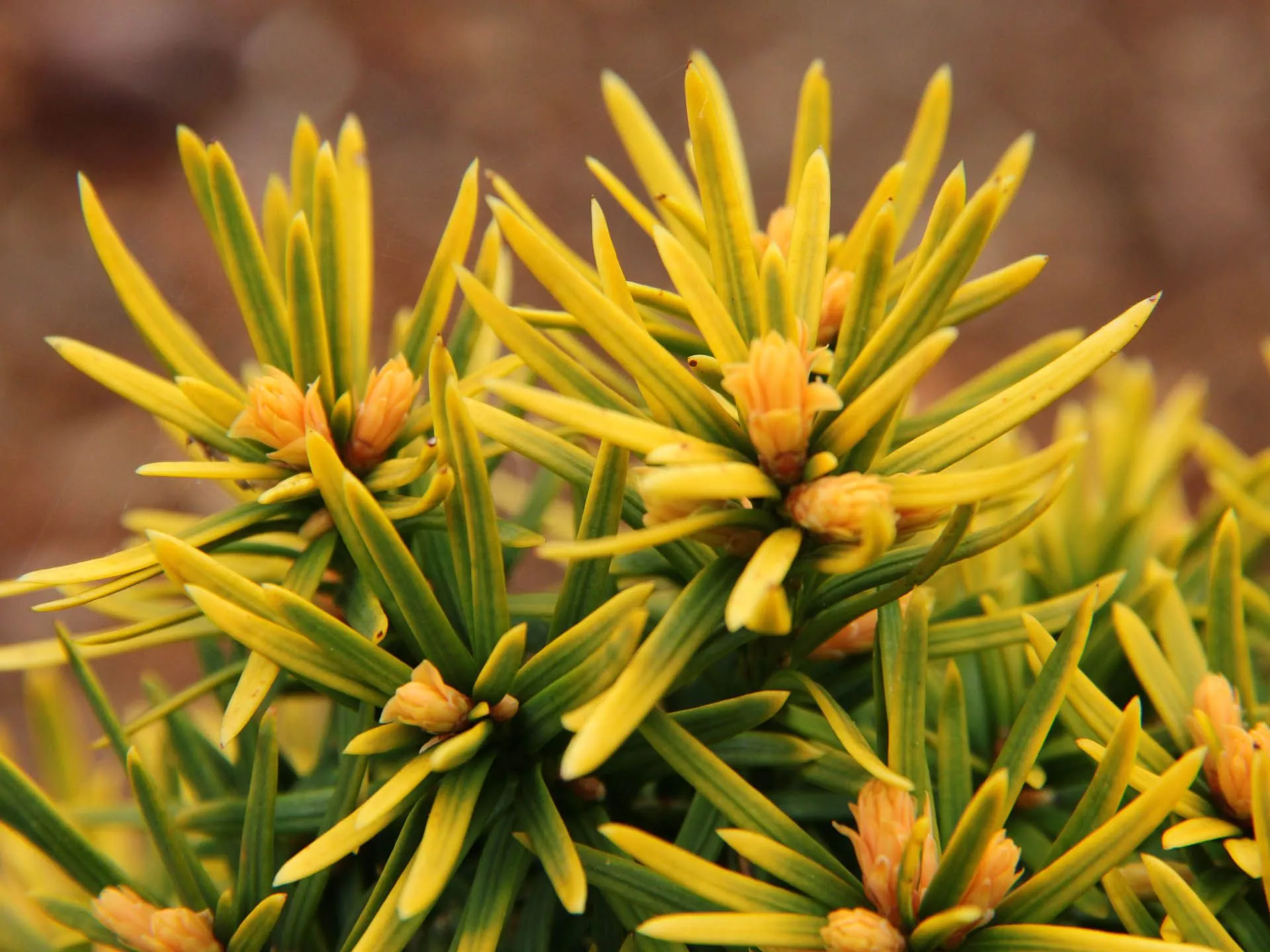 Taxus baccata 'Standishii' English Yew