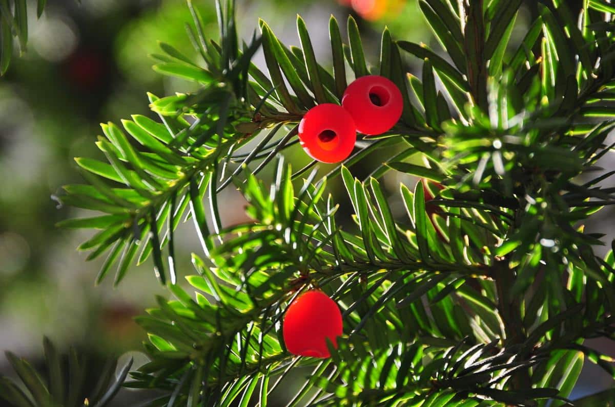 Yew (Taxus baccata)