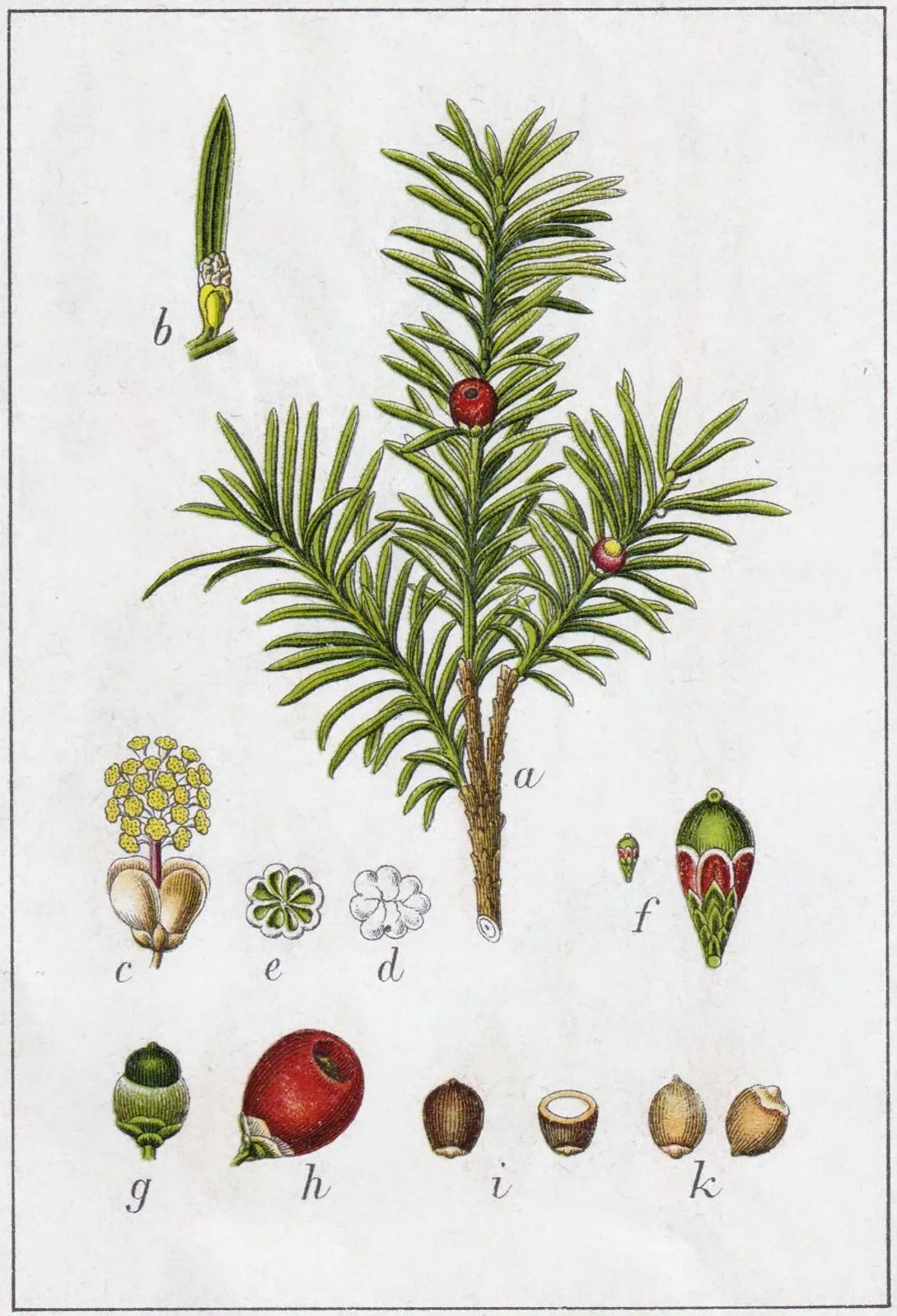 Taxus baccata L. Plants of the World