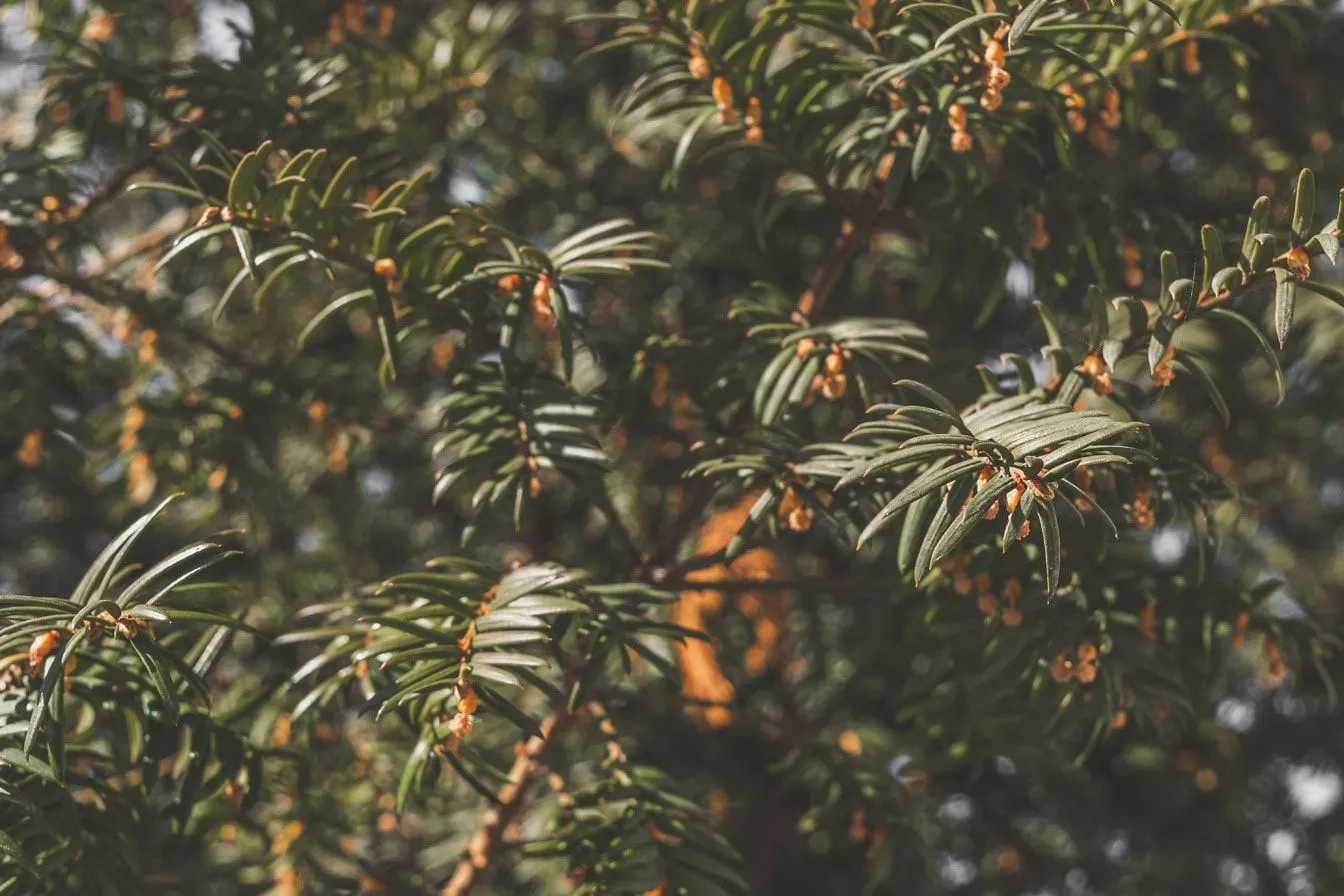 A Close Up Of A English Yew Tree