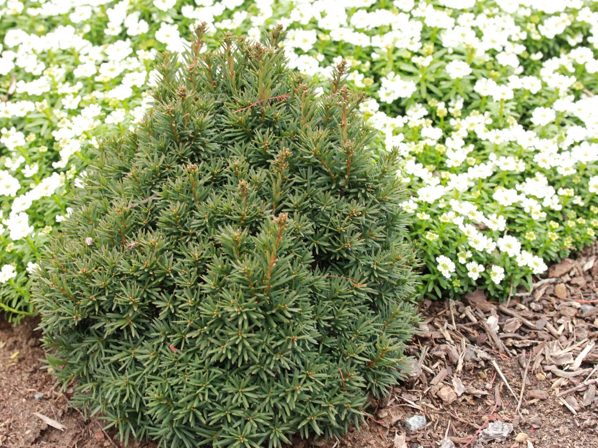 Taxus baccata 'Green Diamond' English