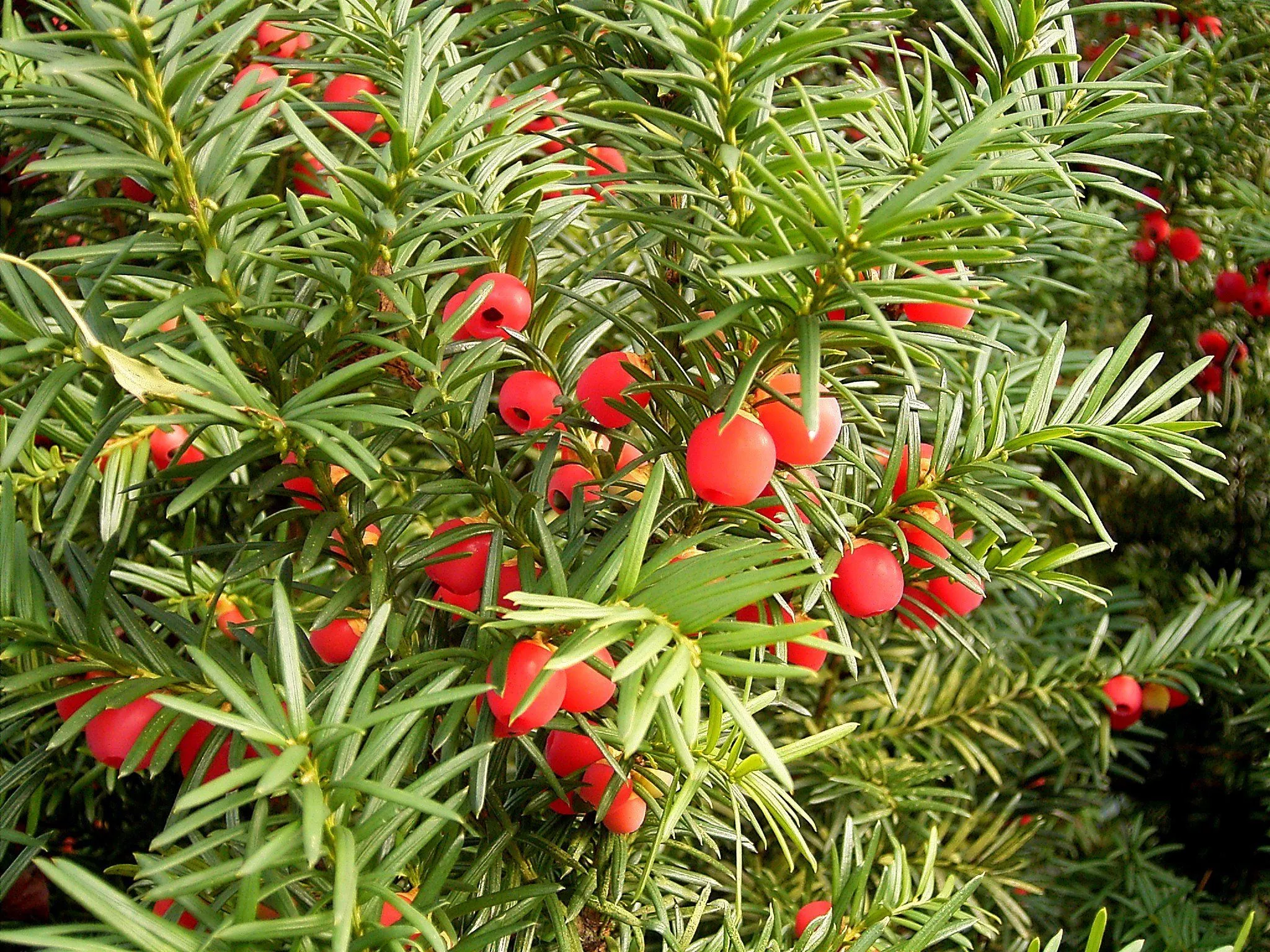 Taxus baccata 01