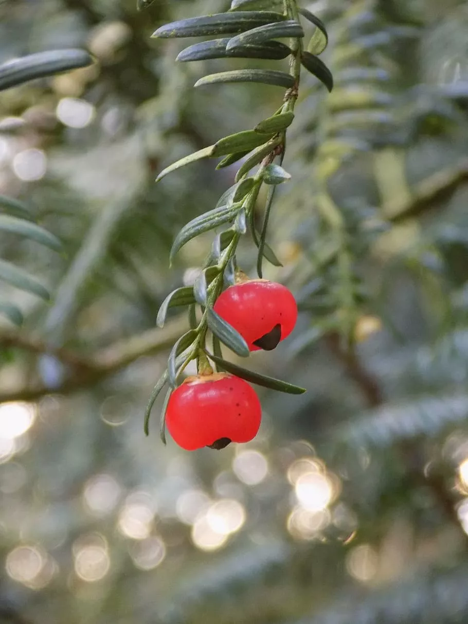 european yew, taxus baccata, plant