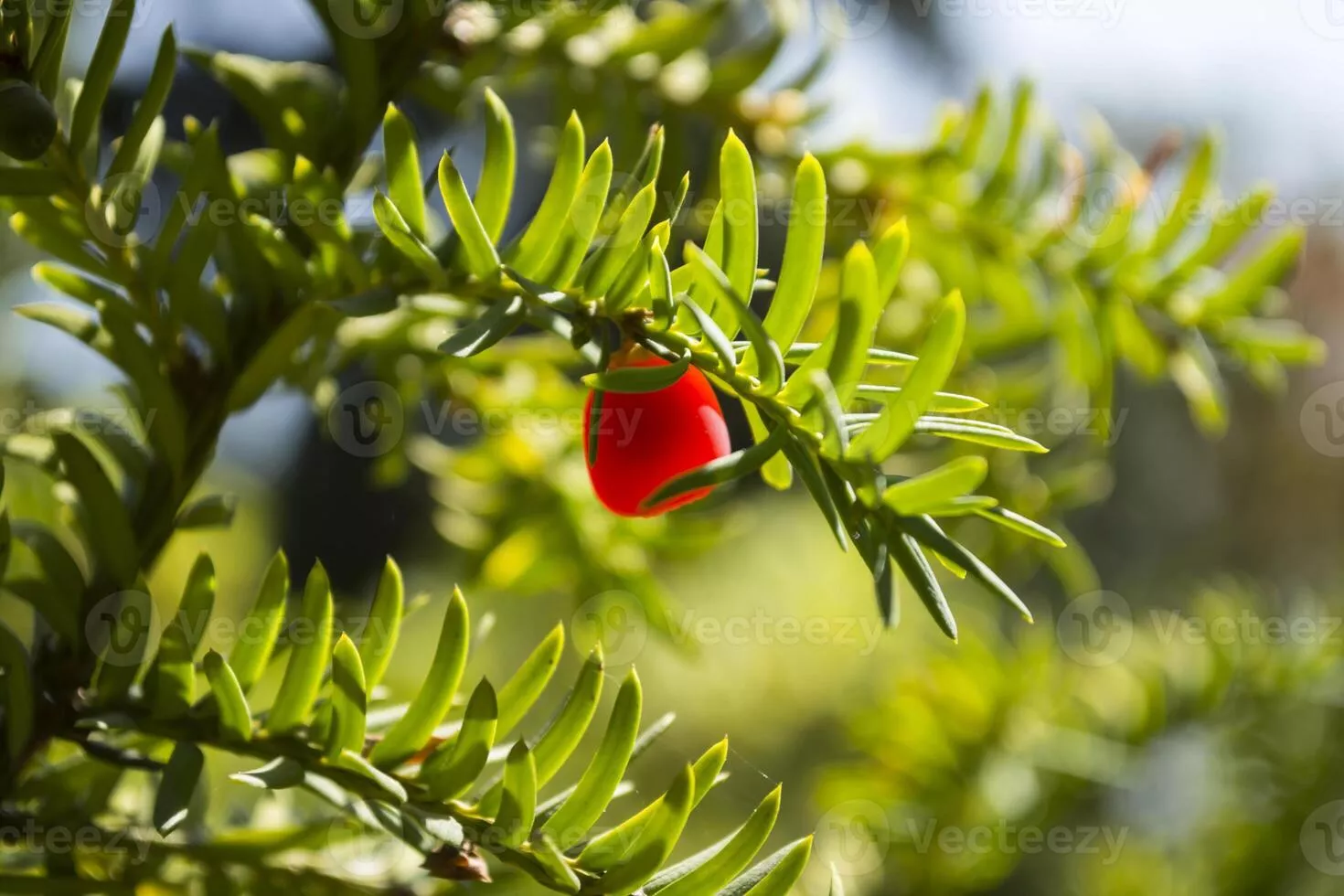 Evergreen tree close up. Yew tree
