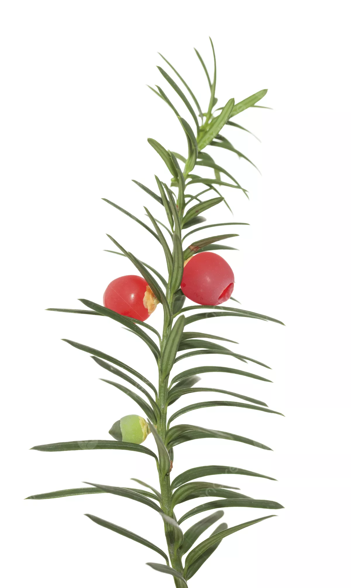 Yew Tree Red Taxus Baccata Plant Photo