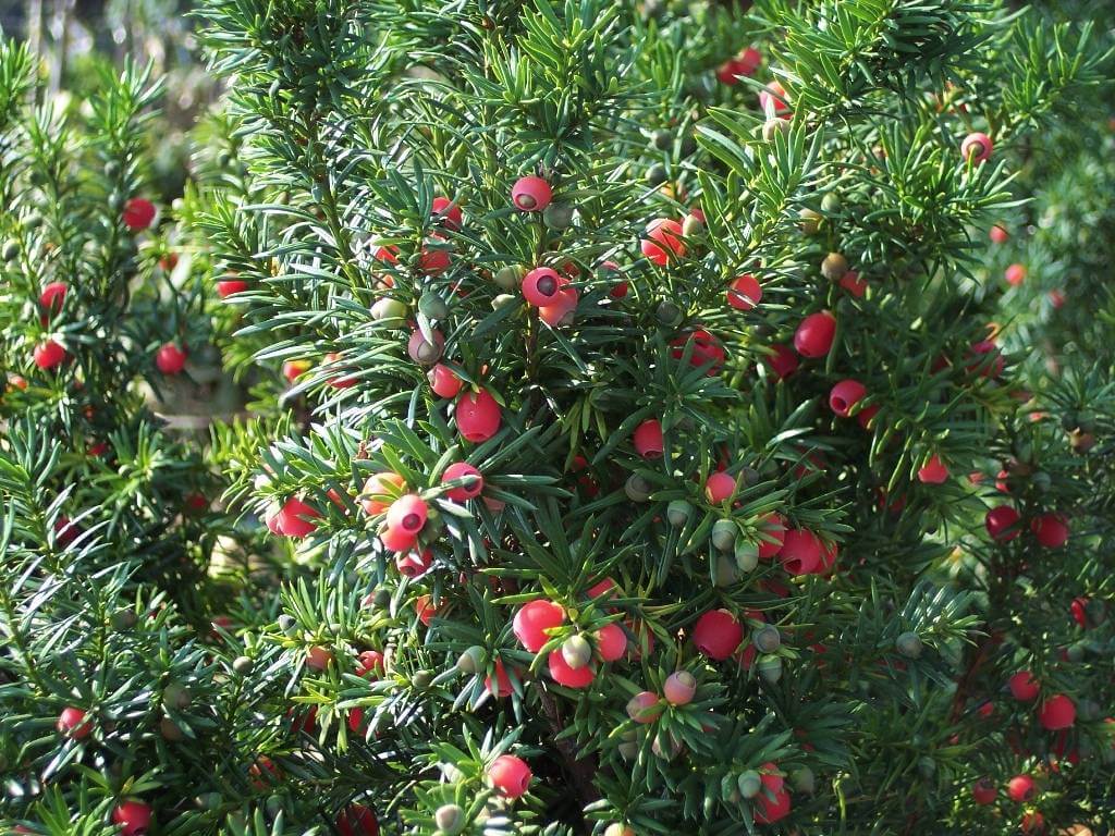 Taxus Media Hicksii plant