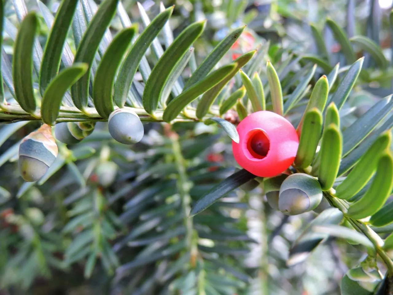Yew Taxus Baccata Green Red