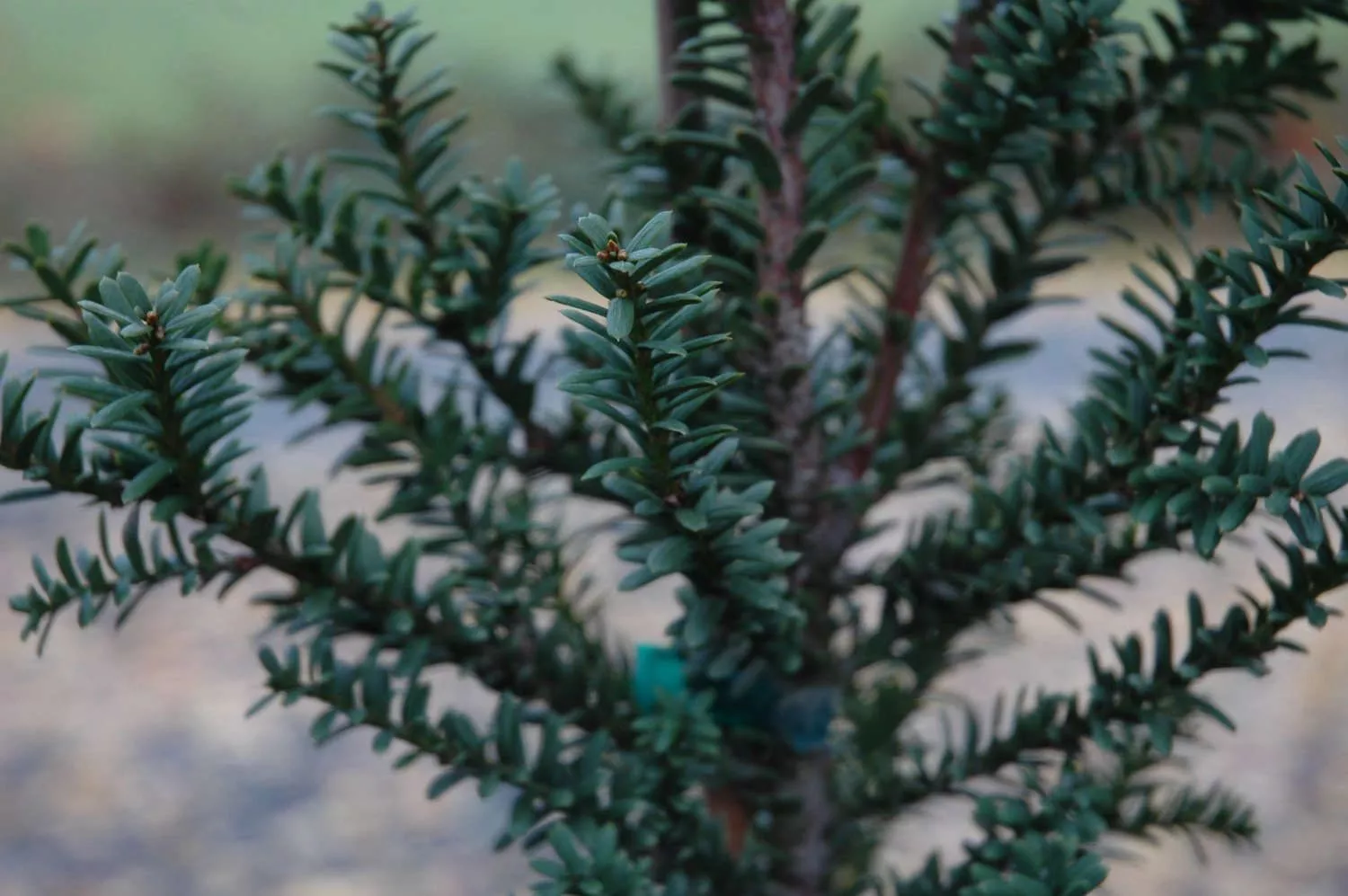 Taxus Baccata Amersfoort Yew Tree