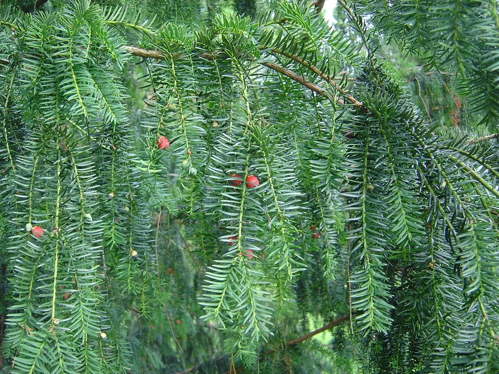 Taxus baccata 'Pendula', Park Van