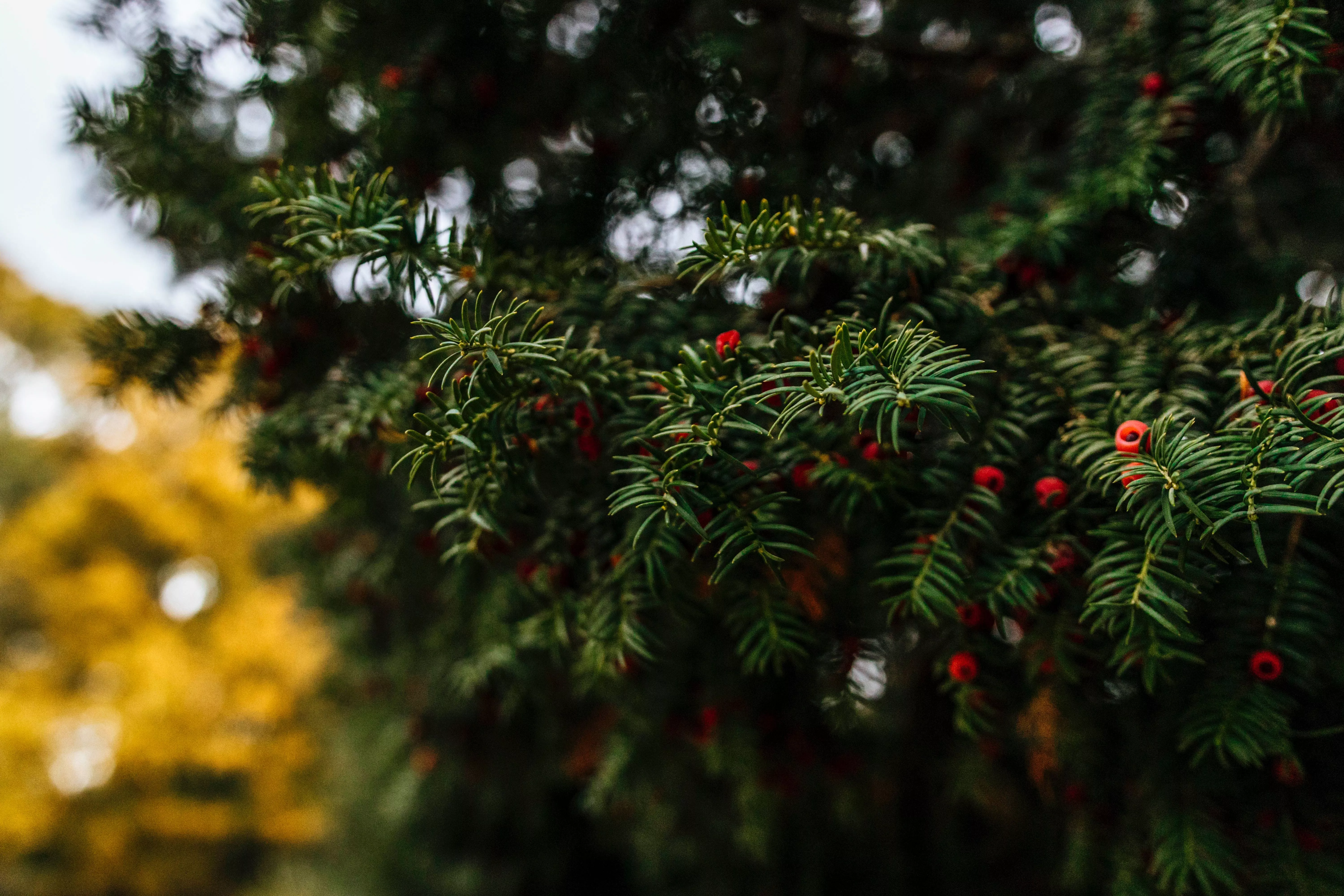 vegetation, yew family, leaf
