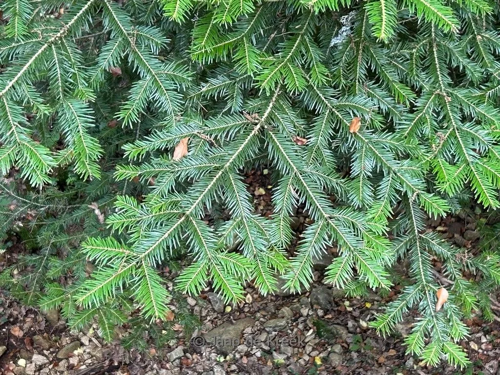 Taxus baccata