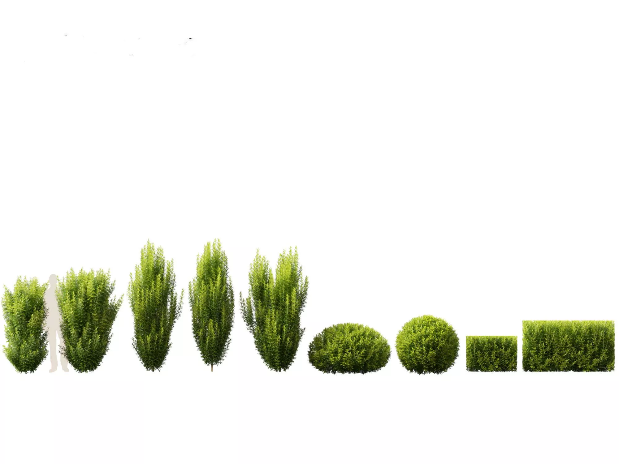 Taxus Baccata Yew 3D Model