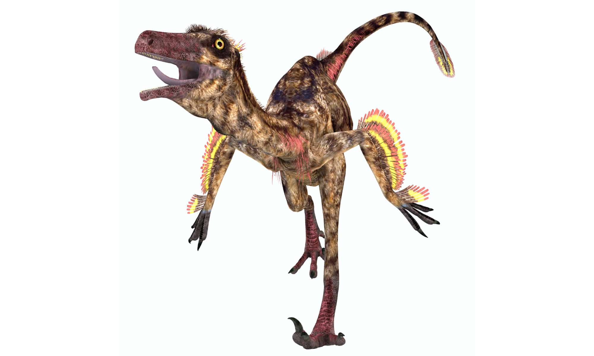 Troodon Picture
