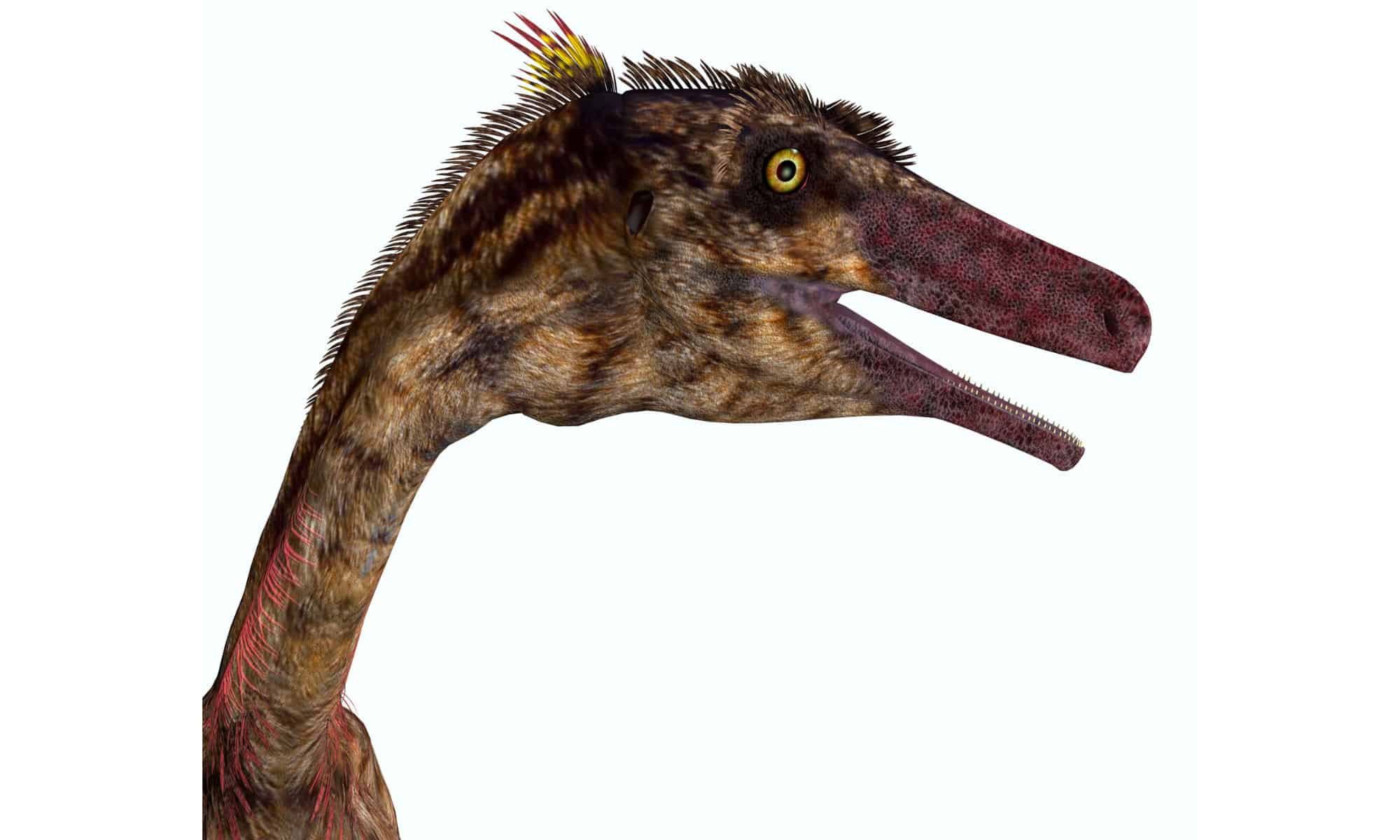 Troodon Picture