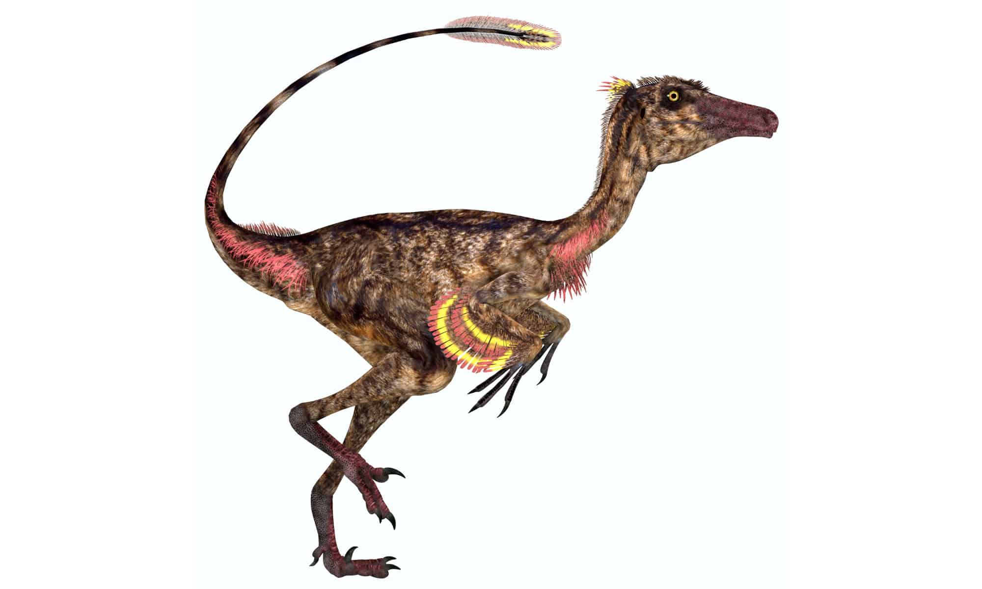 Troodon Picture
