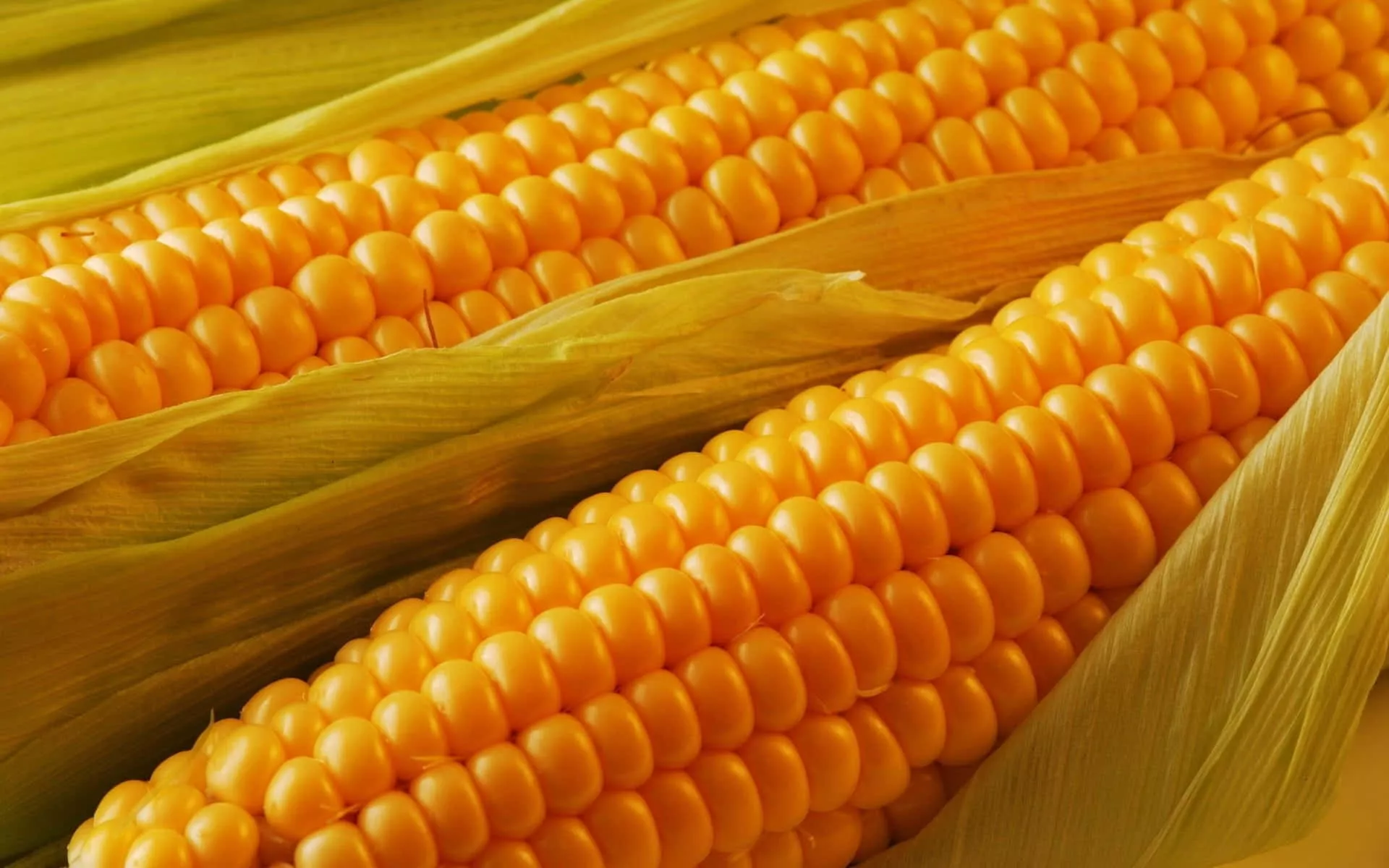 Yellow Corn Wallpaper
