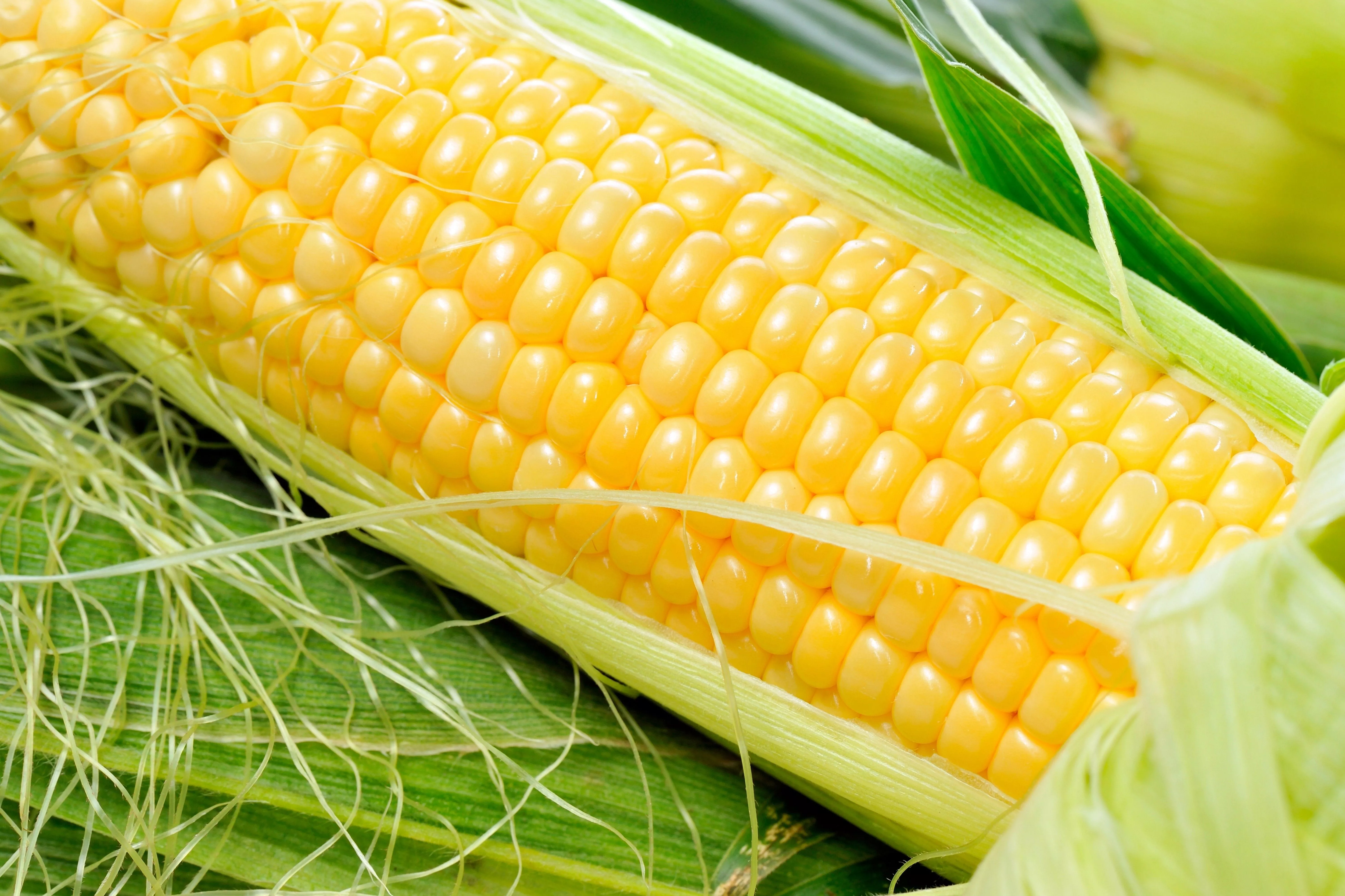 Vibrant Corn Delight Ultra HD