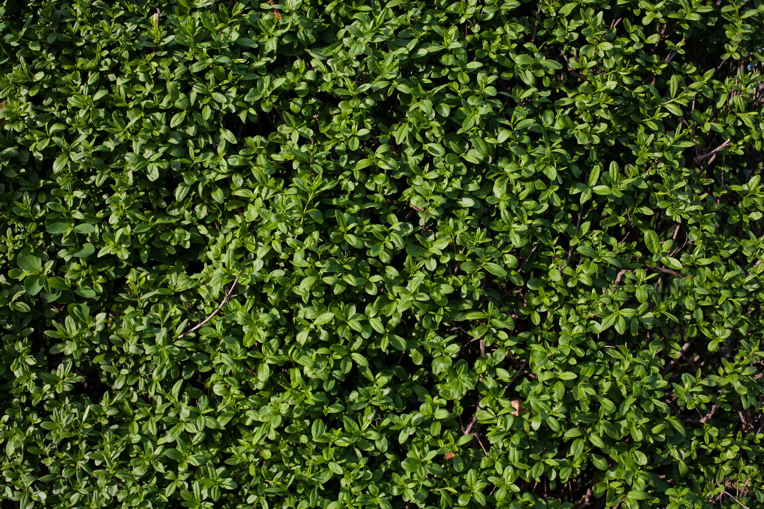 Nature Plant Green Foliage Leaf Garden