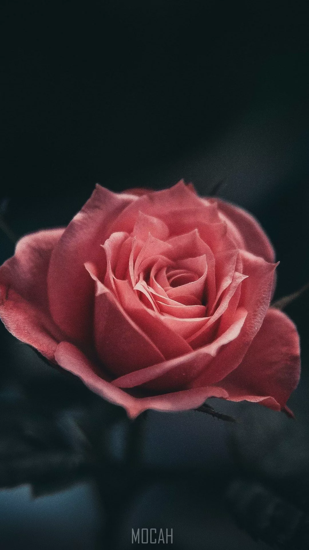 sweet lovin, Tecno Mobile Phantom 8