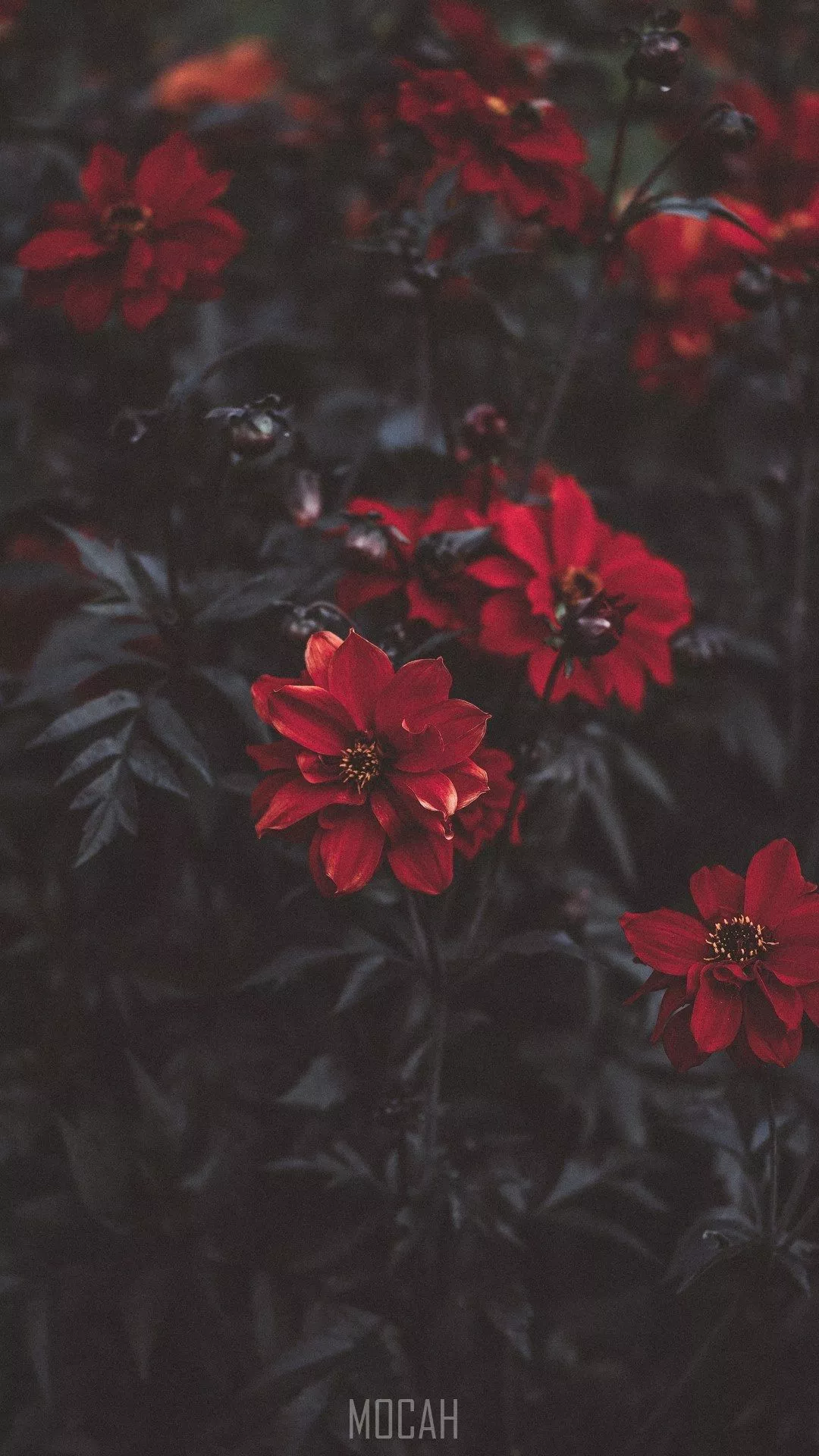 dahlias, Tecno Mobile Phantom 8