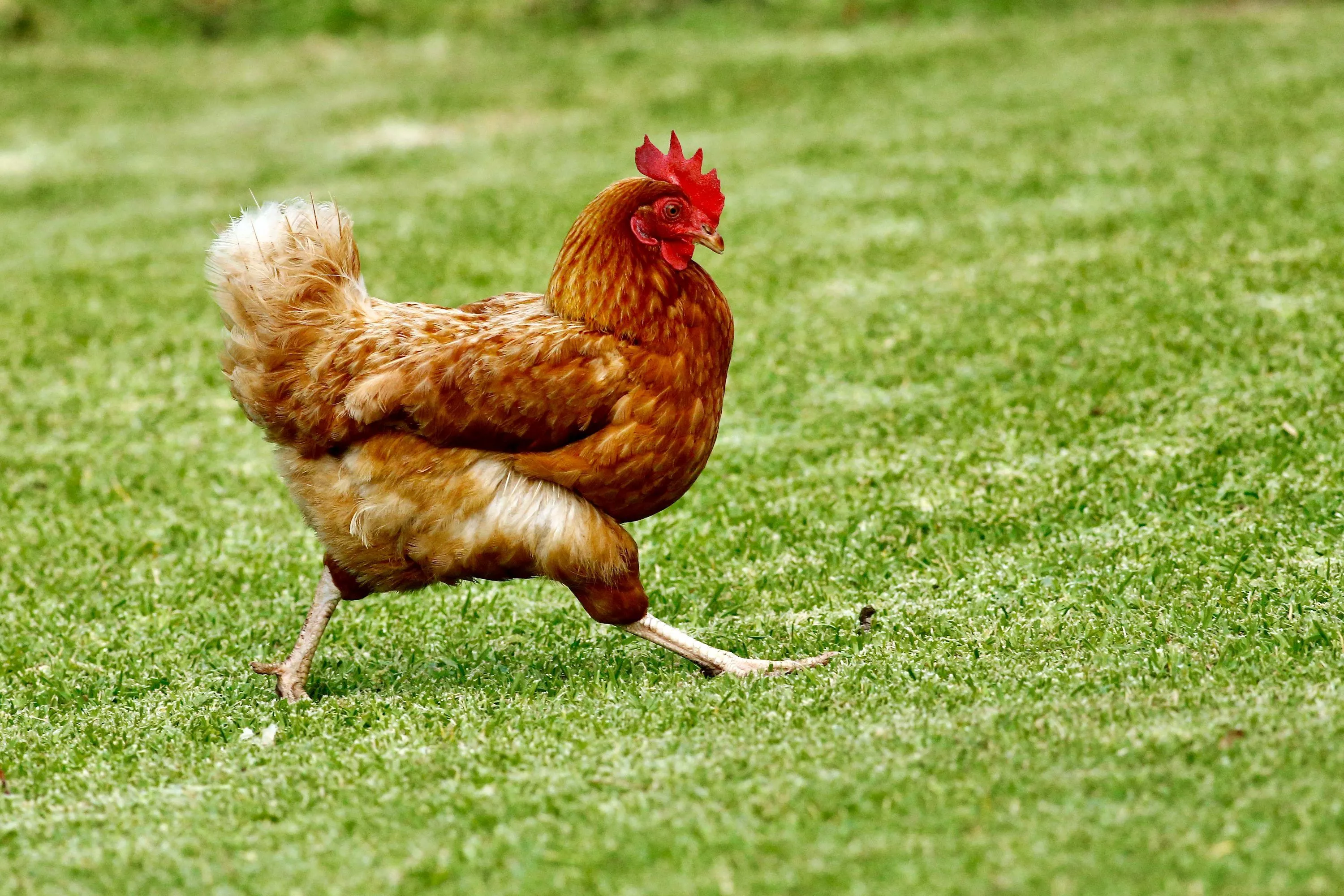 Chicken Picture. Download
