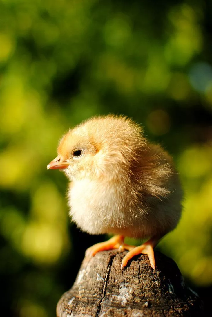 Baby Chicken